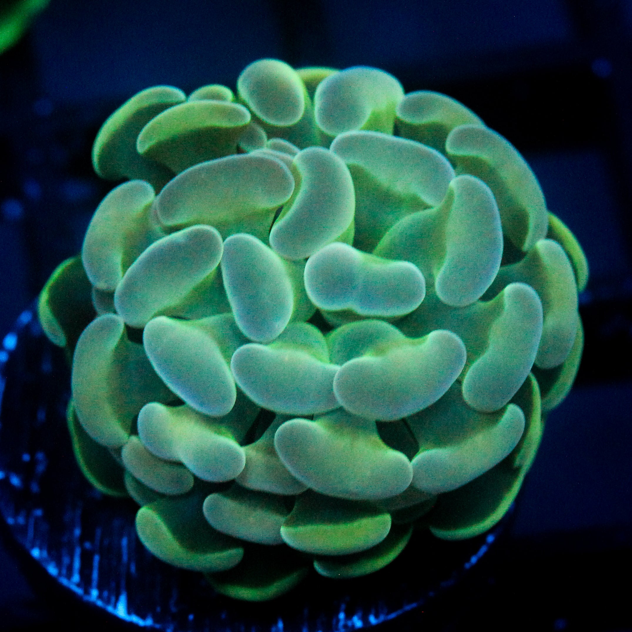JC Flubber Hammer