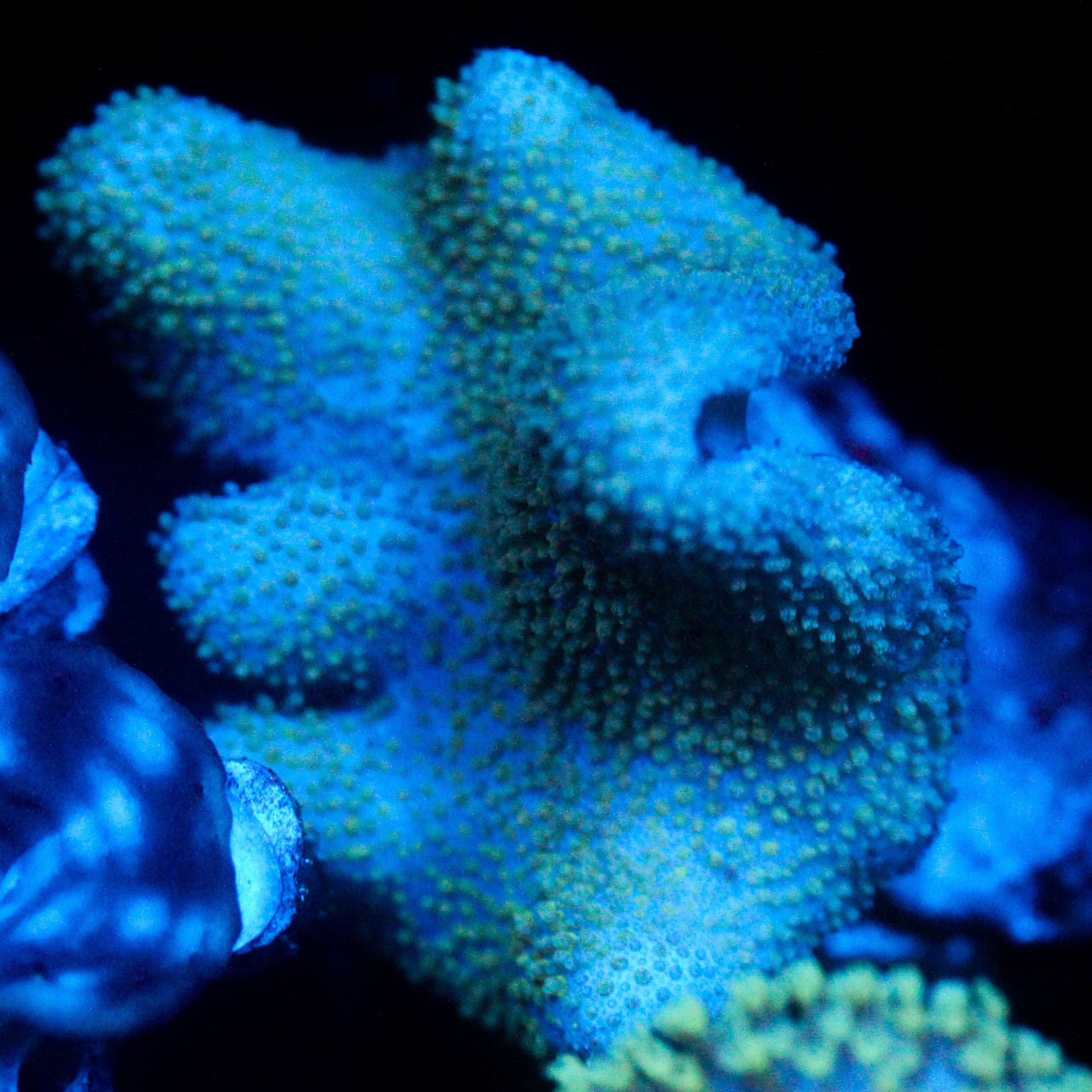 JC Aquacultured Crinkle Toadstool