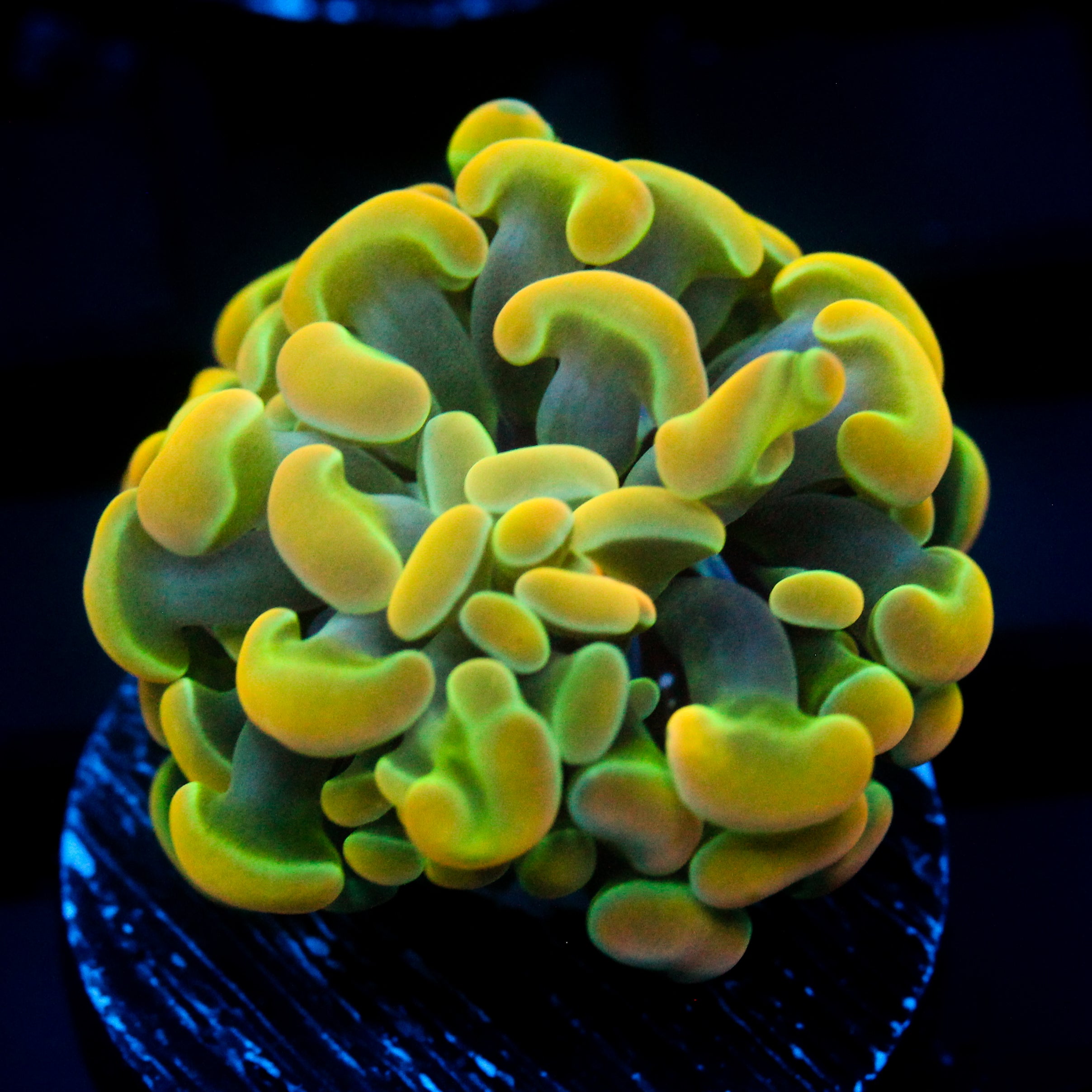 JC Rainbow Gold Hammer