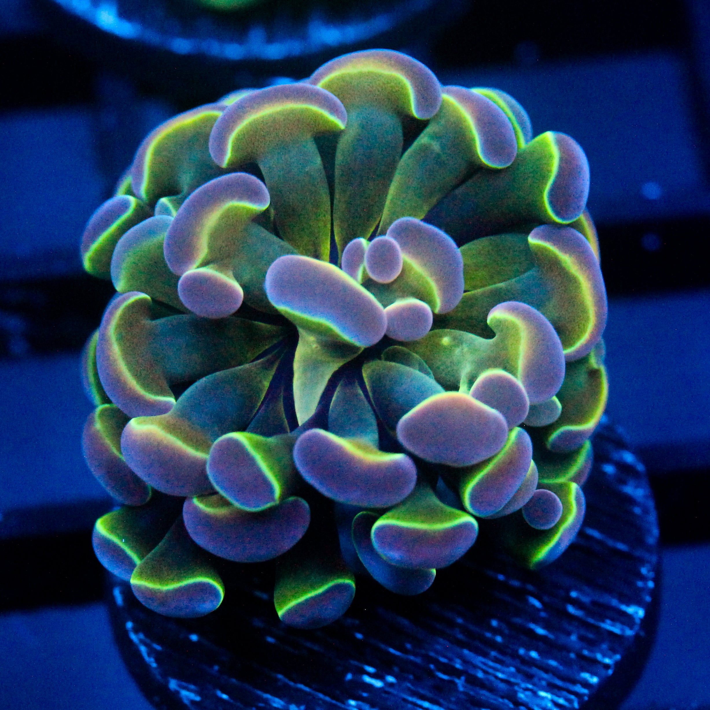 JC Ultra Hologram Hammer