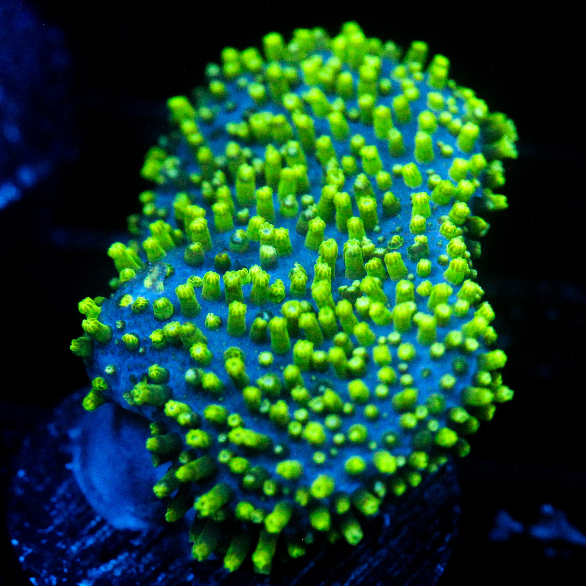 JC Aquacultured Neon Tip Toadstool