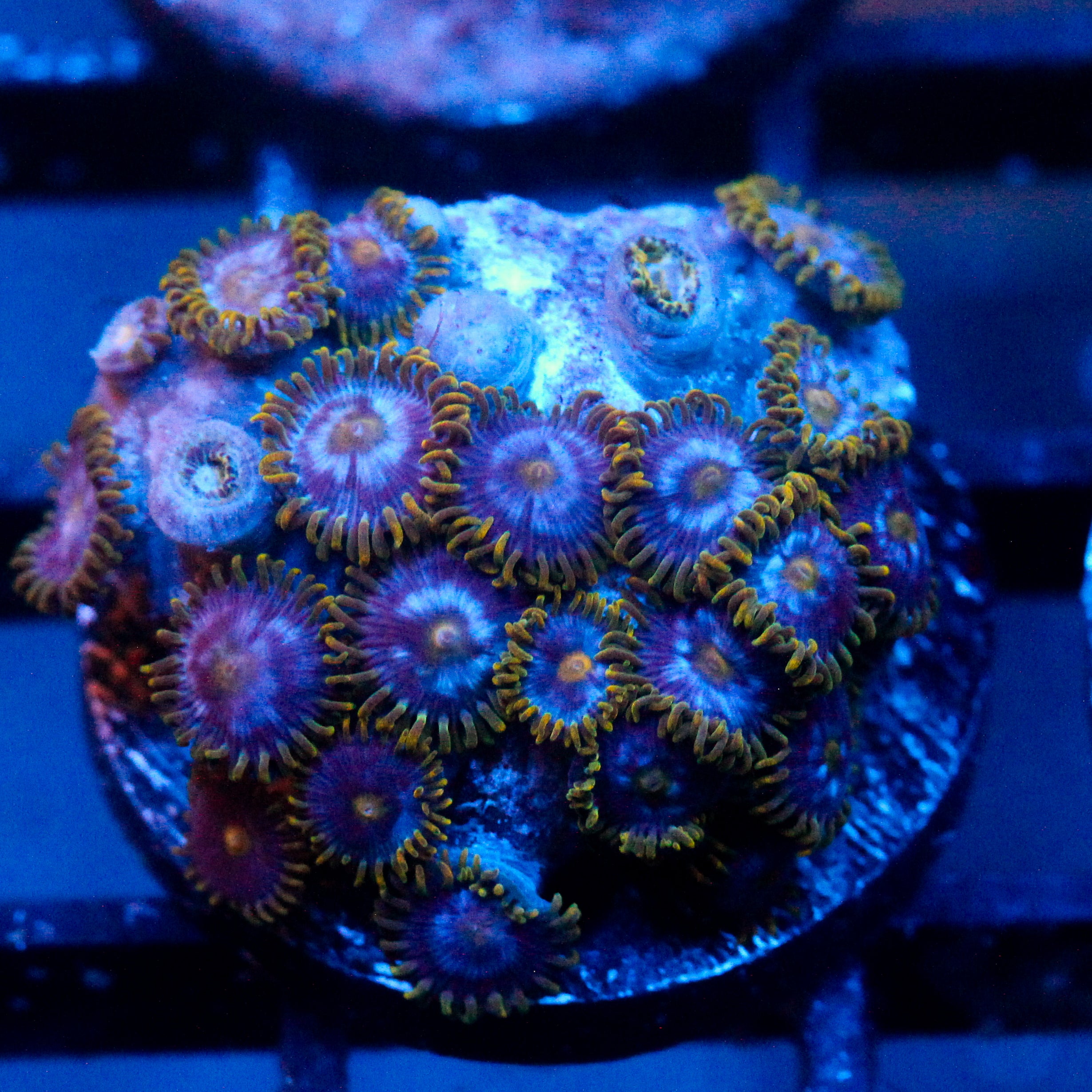JC Gold Gobbler Zoanthid