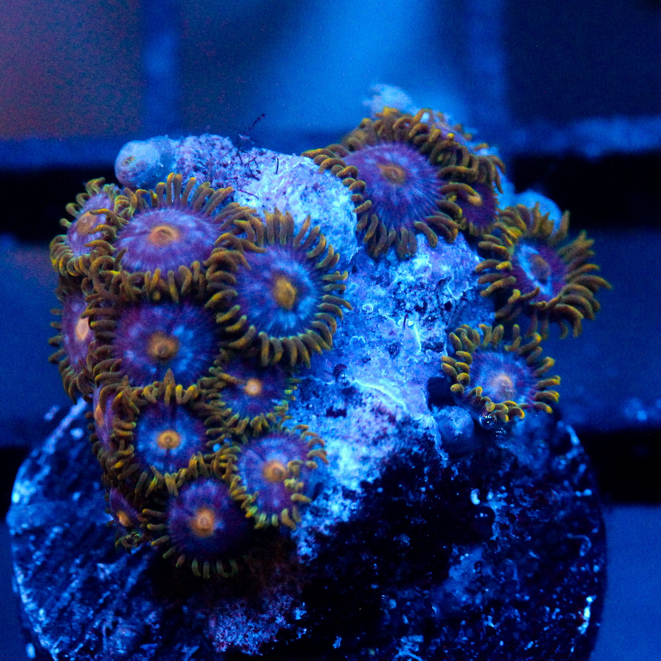 JC Gold Gobbler Zoanthid