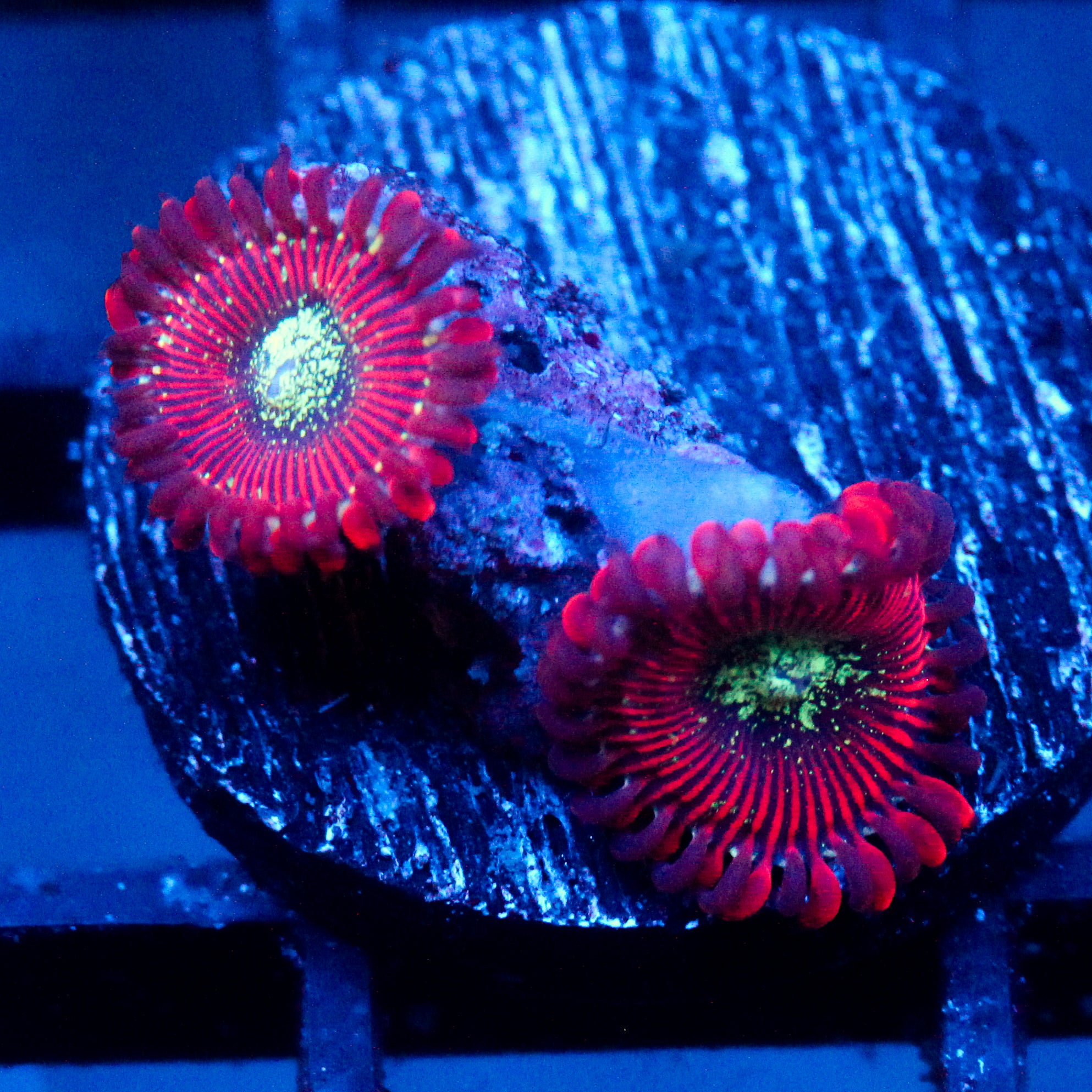 JC Magician's Zoanthid
