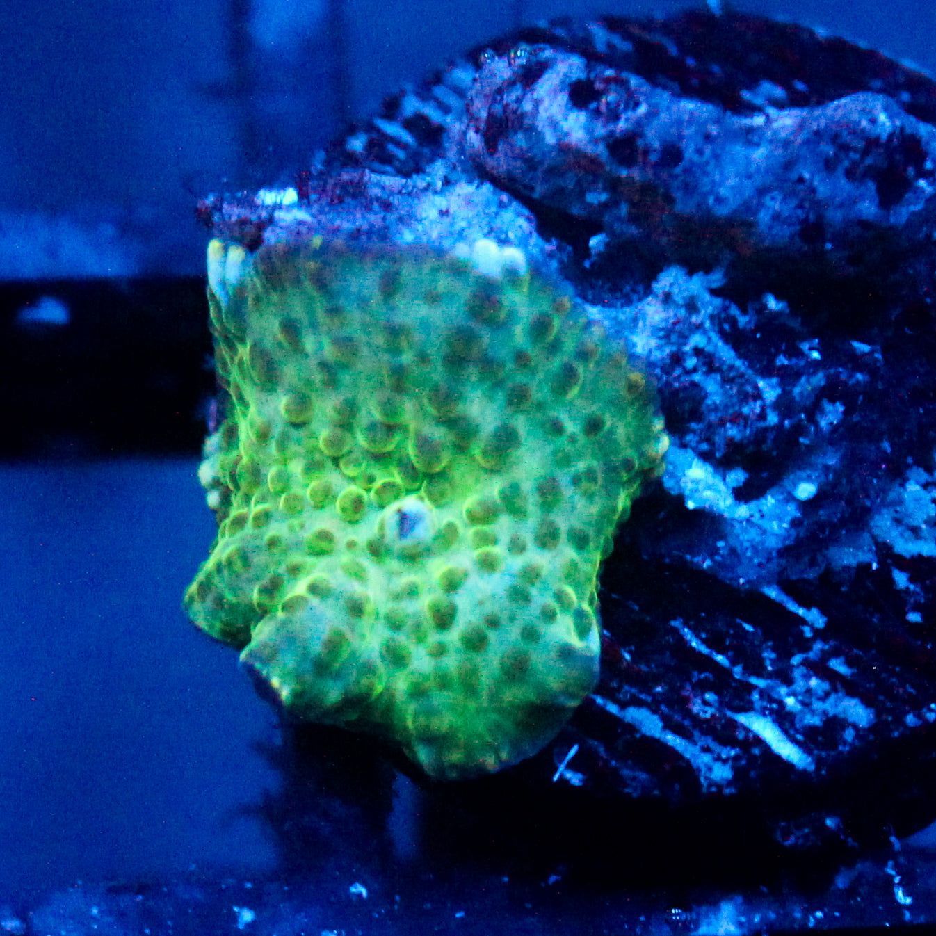 JC Frog Skin Discosoma