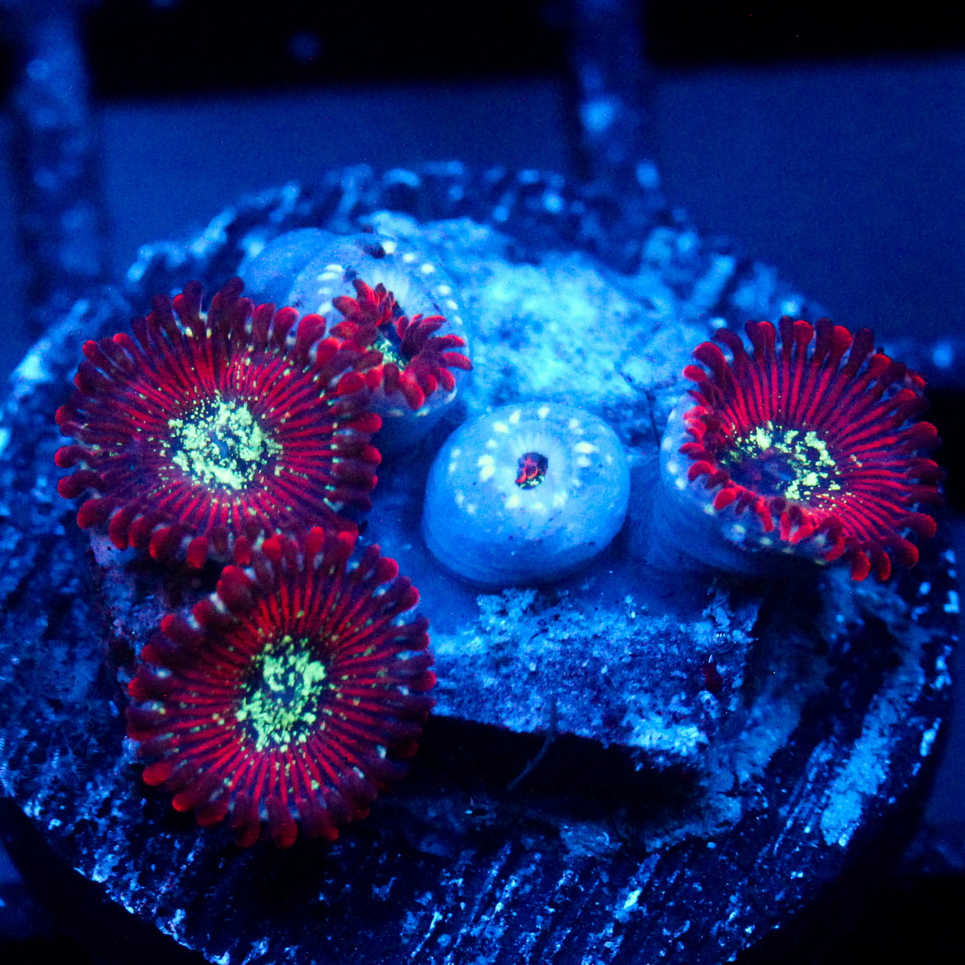 JC Magician's Zoanthid