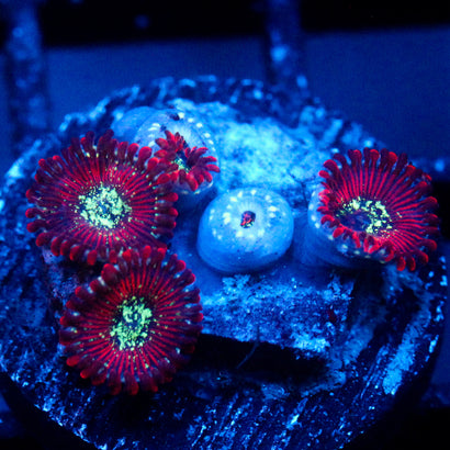 JC Magician's Zoanthid