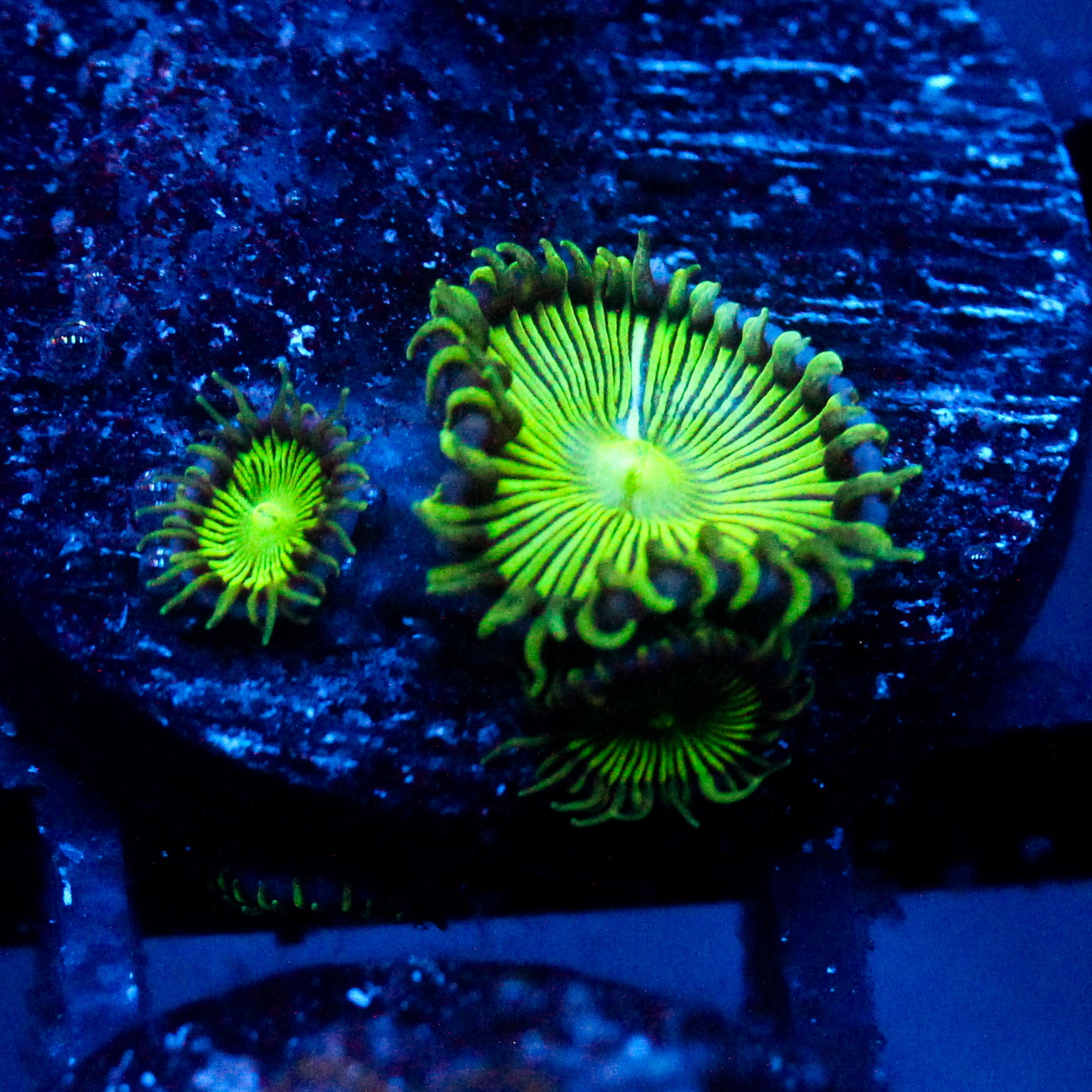 JC Green Death Palythoa