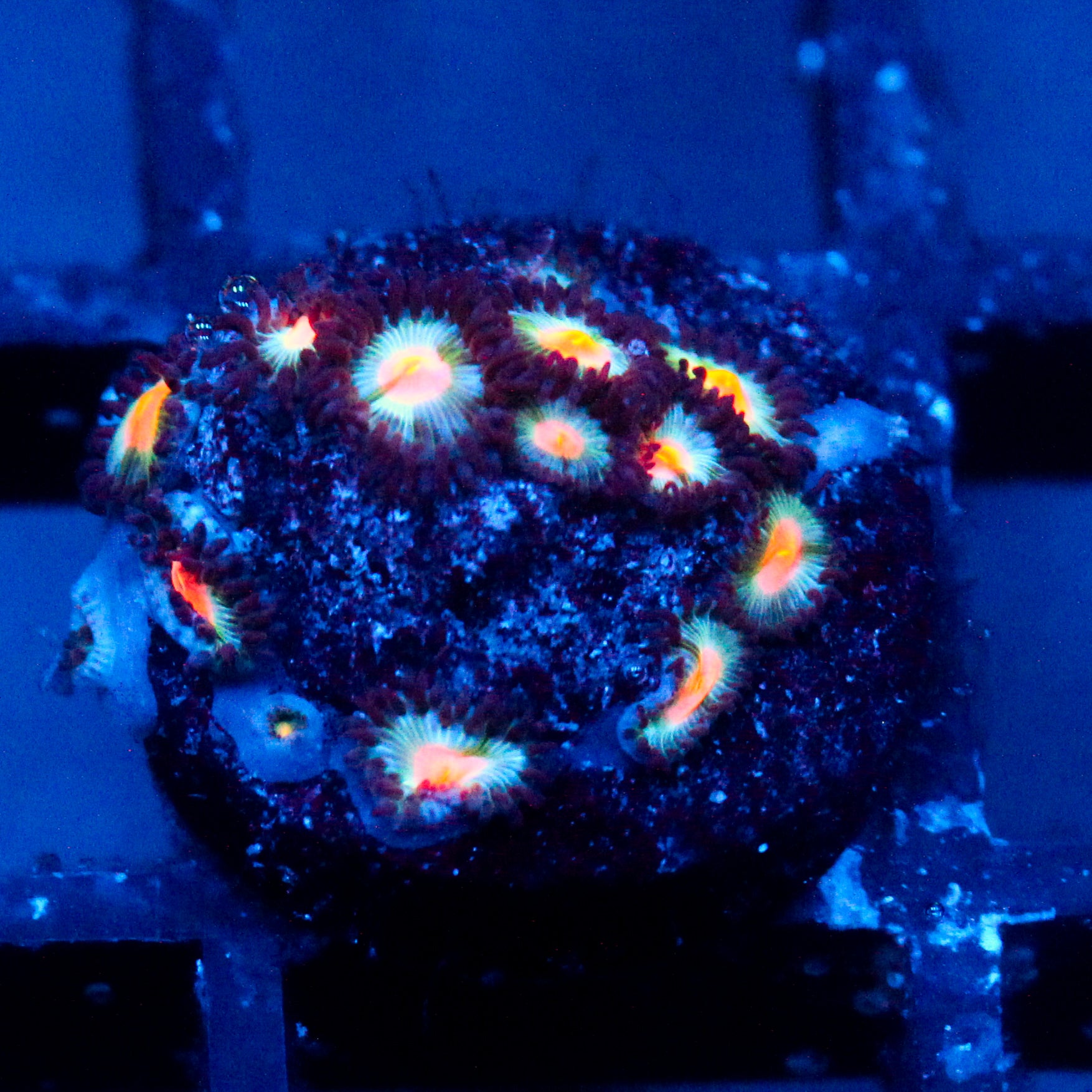 JC Blue Raven Zoanthid