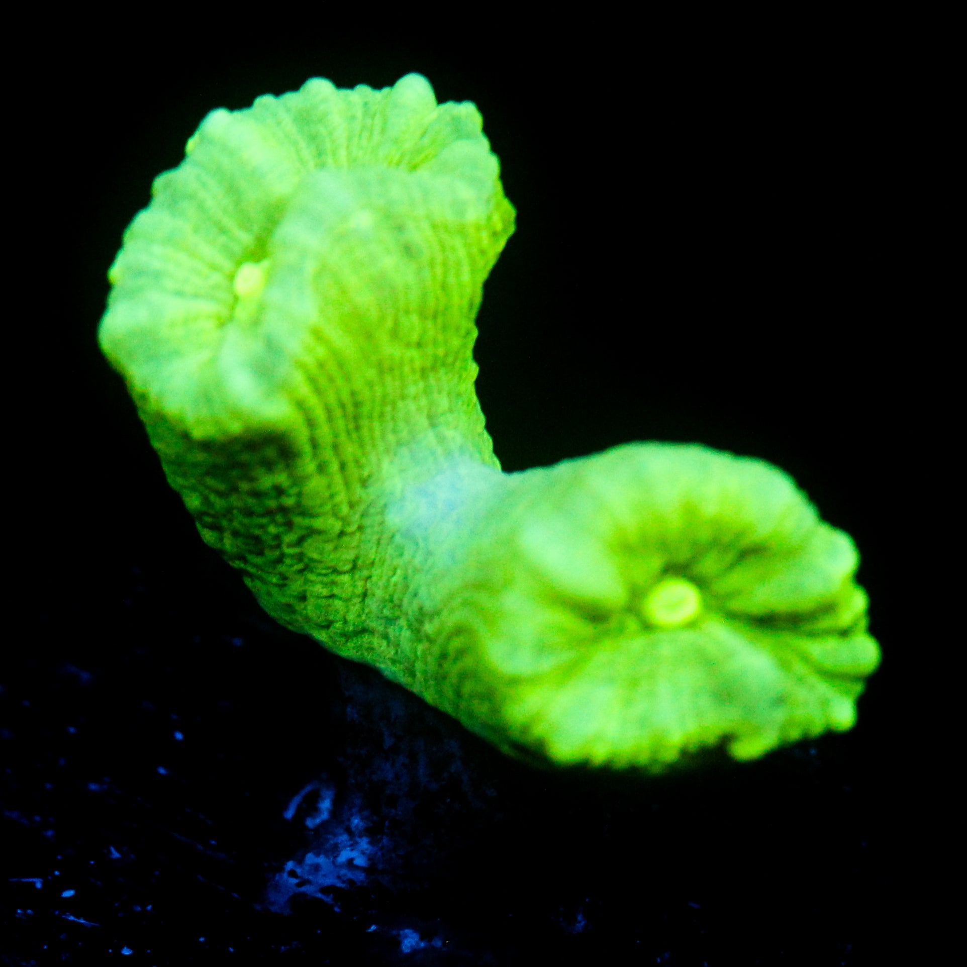 JC Neon Trumpet Coral