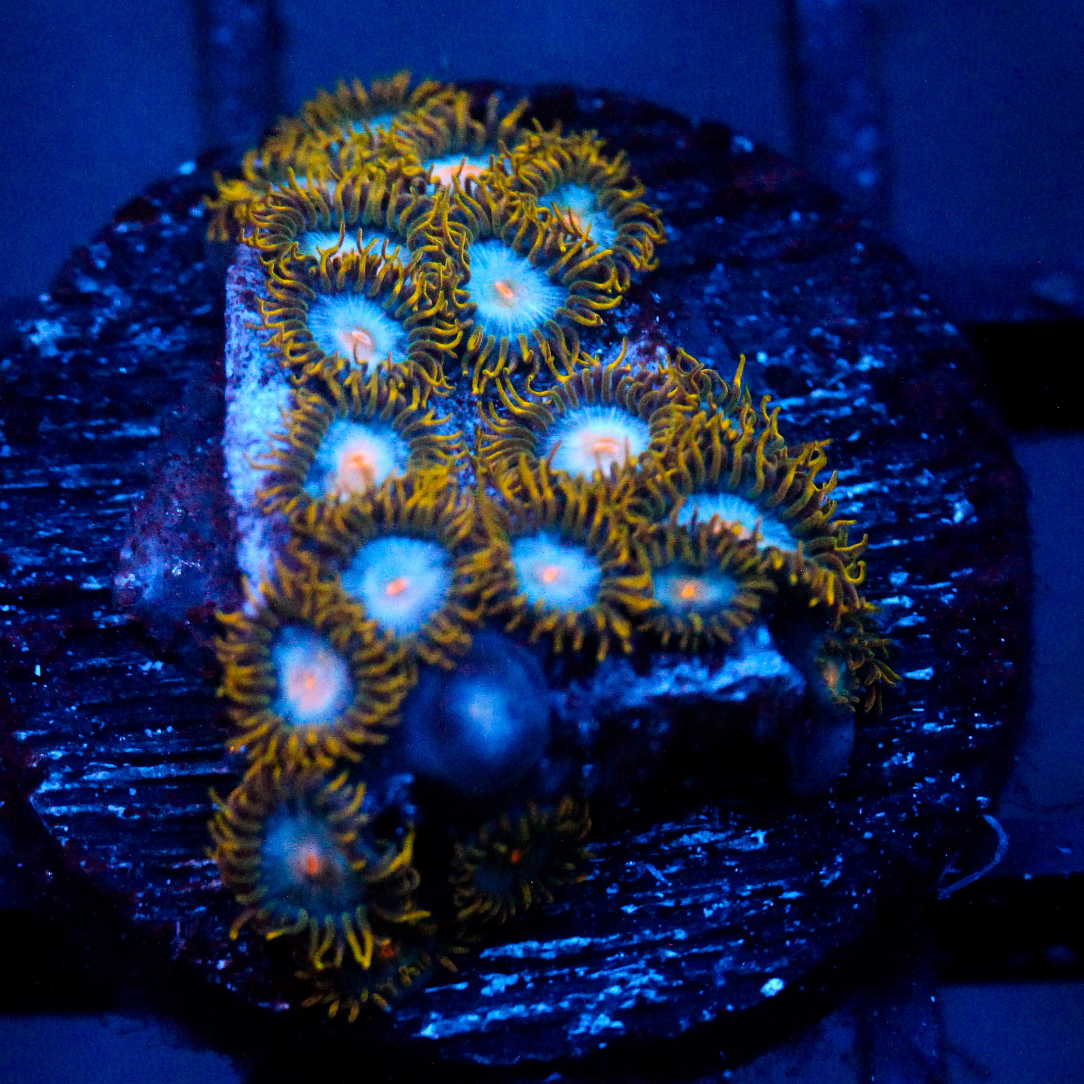 JC Saturn Zoanthid