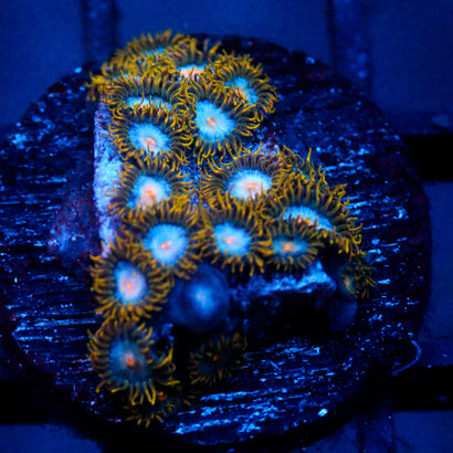 JC Saturn Zoanthid