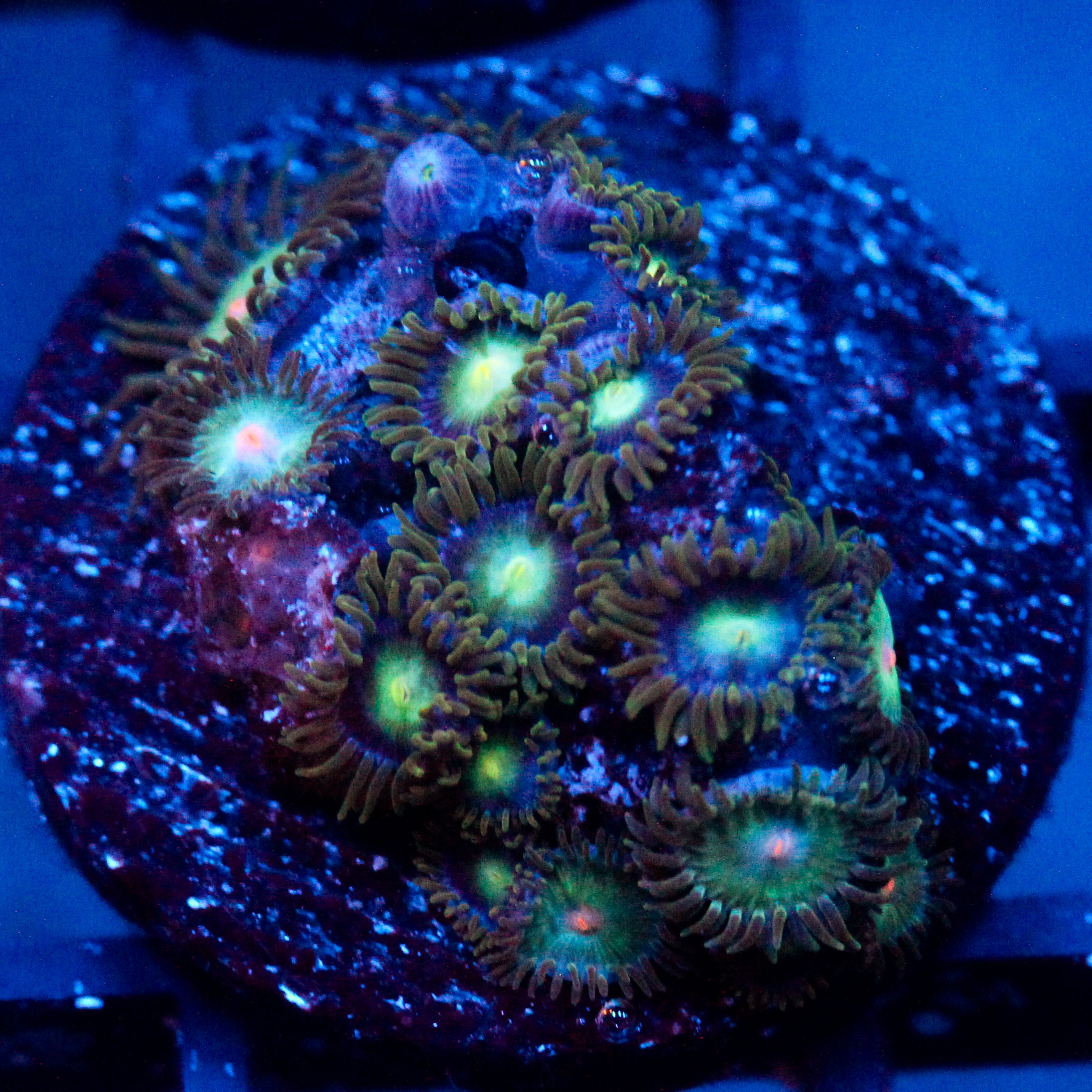 JC Devilish Zoanthids