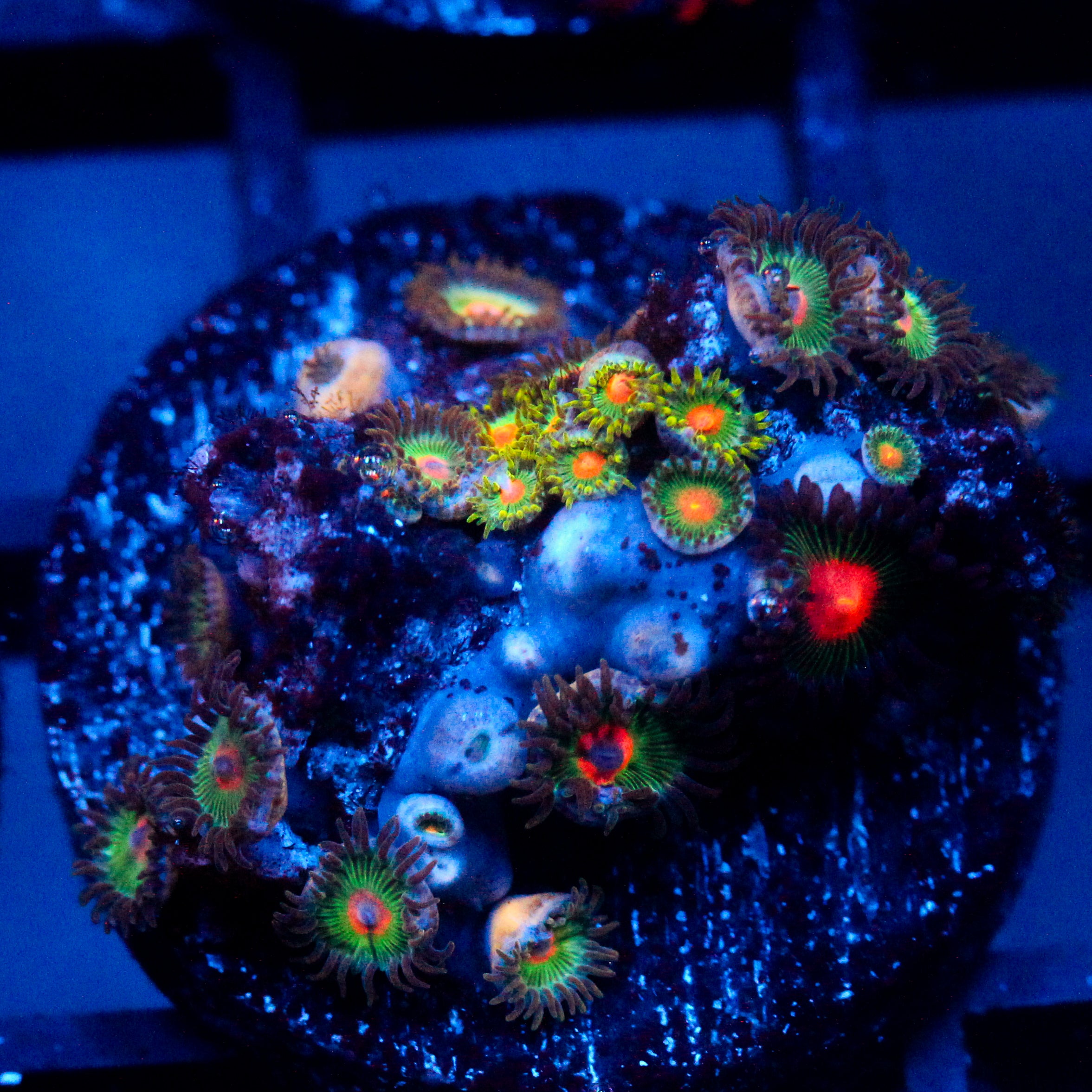 JC Zoa Garden Seed