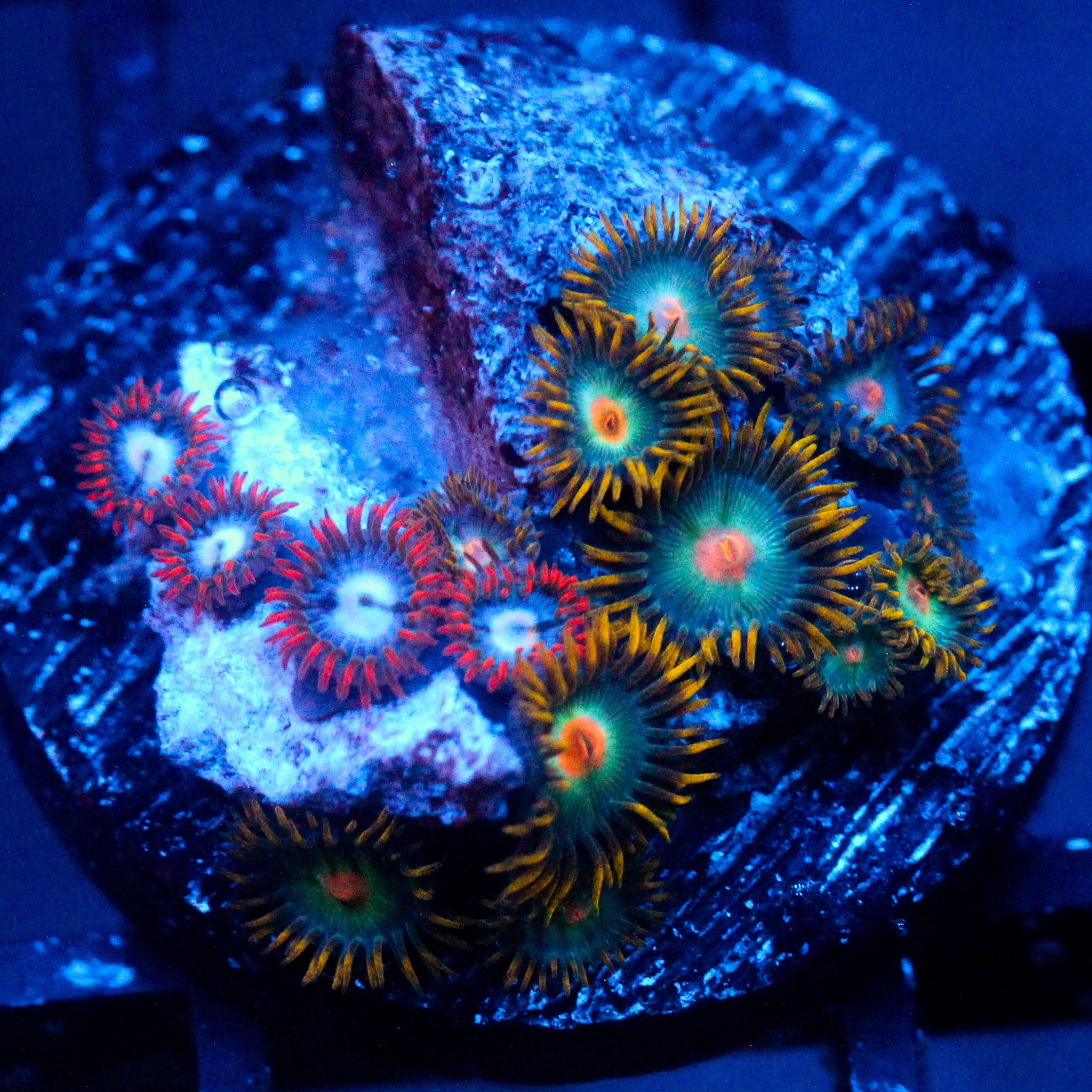 JC Edge of Reality Zoanthid Mix
