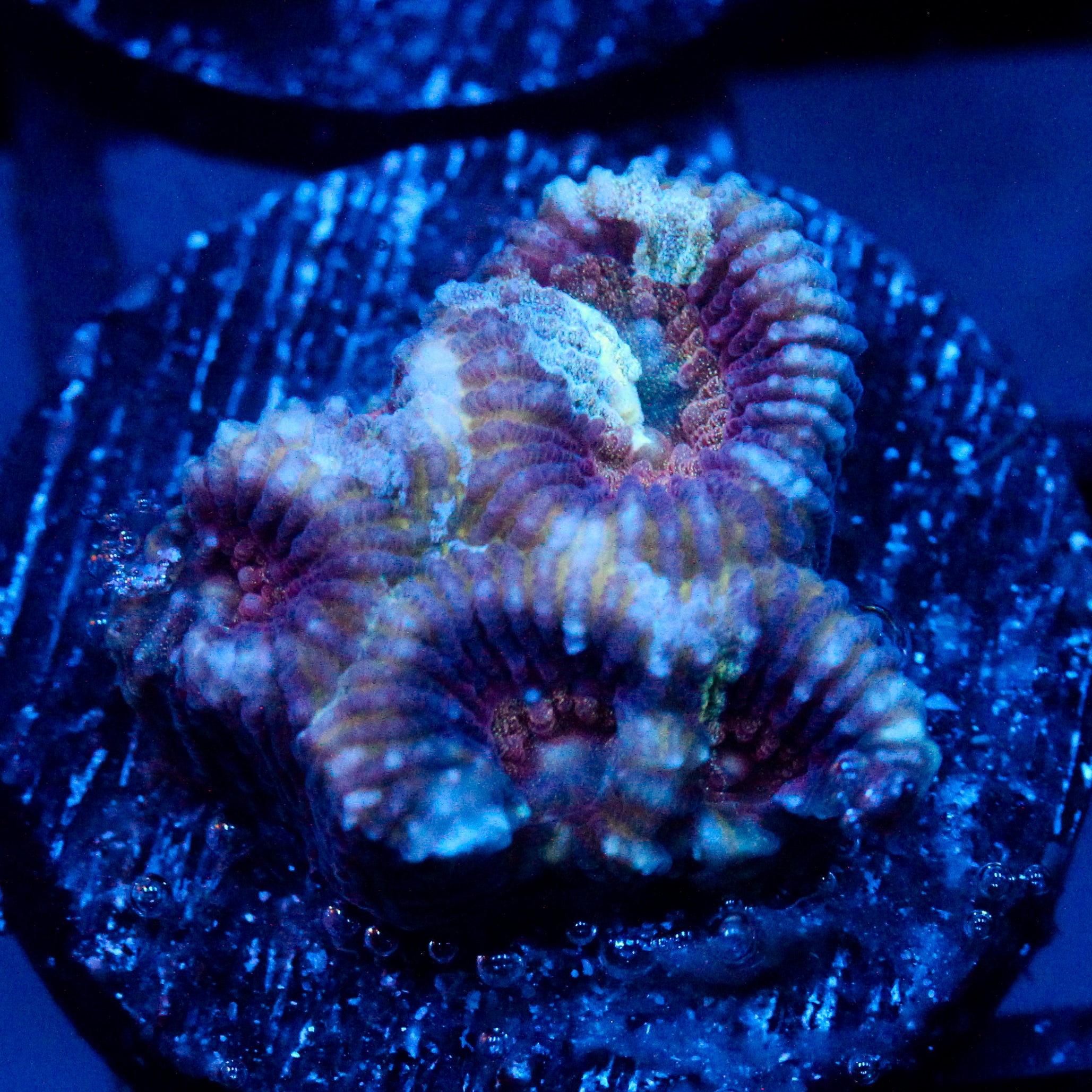 JC War Torn Favia