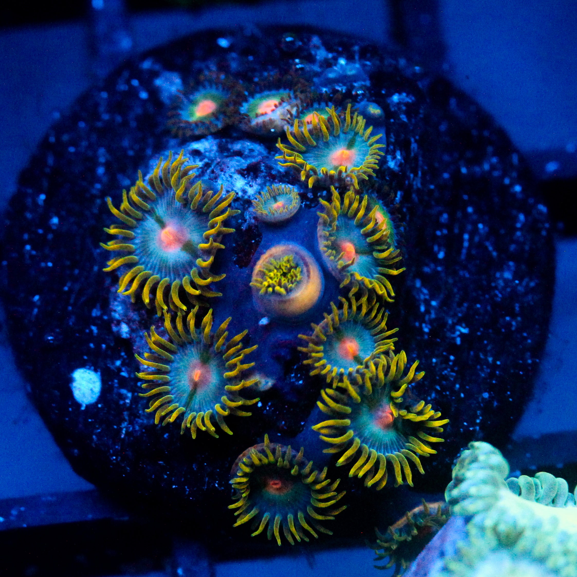 JC Saturn Zoanthid
