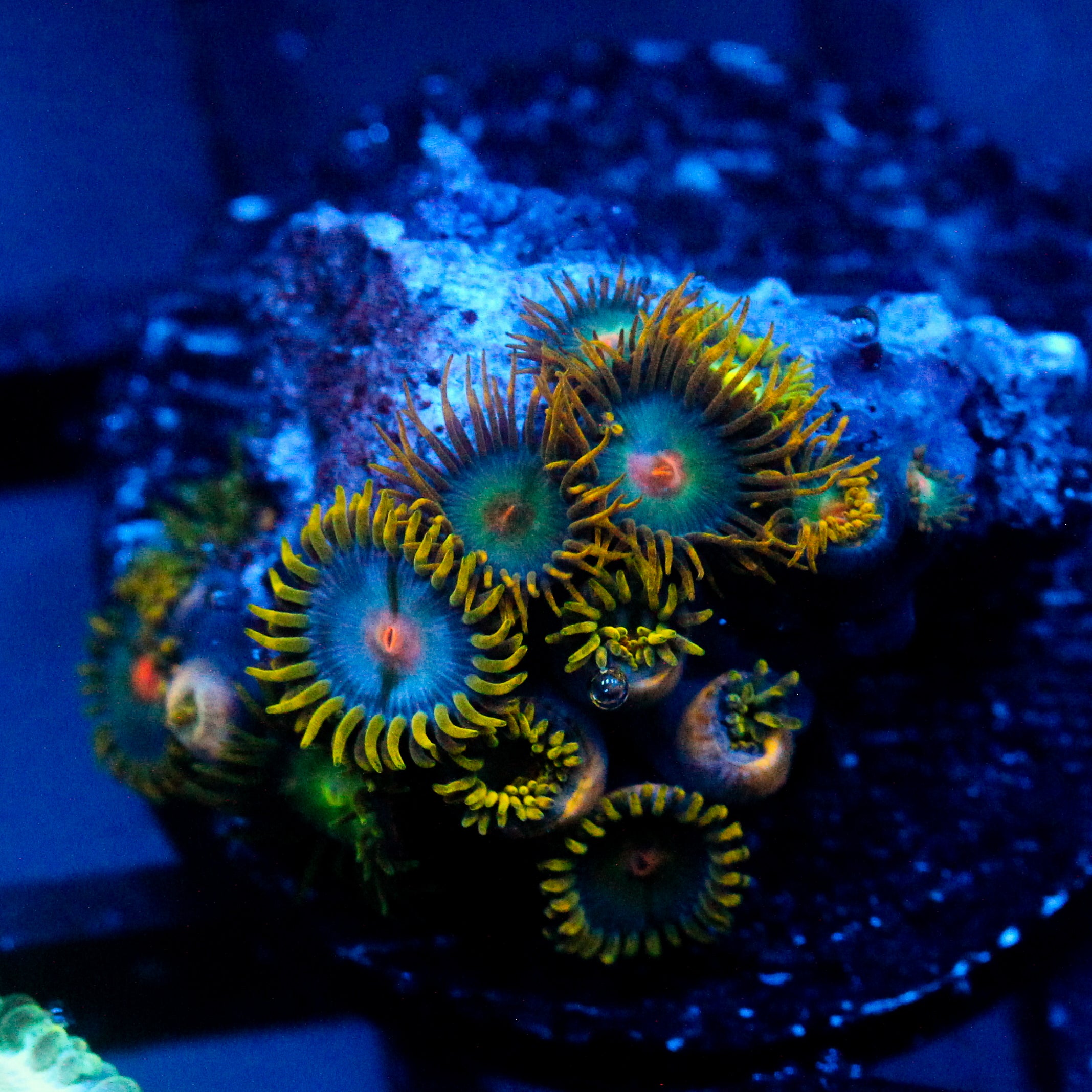JC Blue Beast Zoanthid