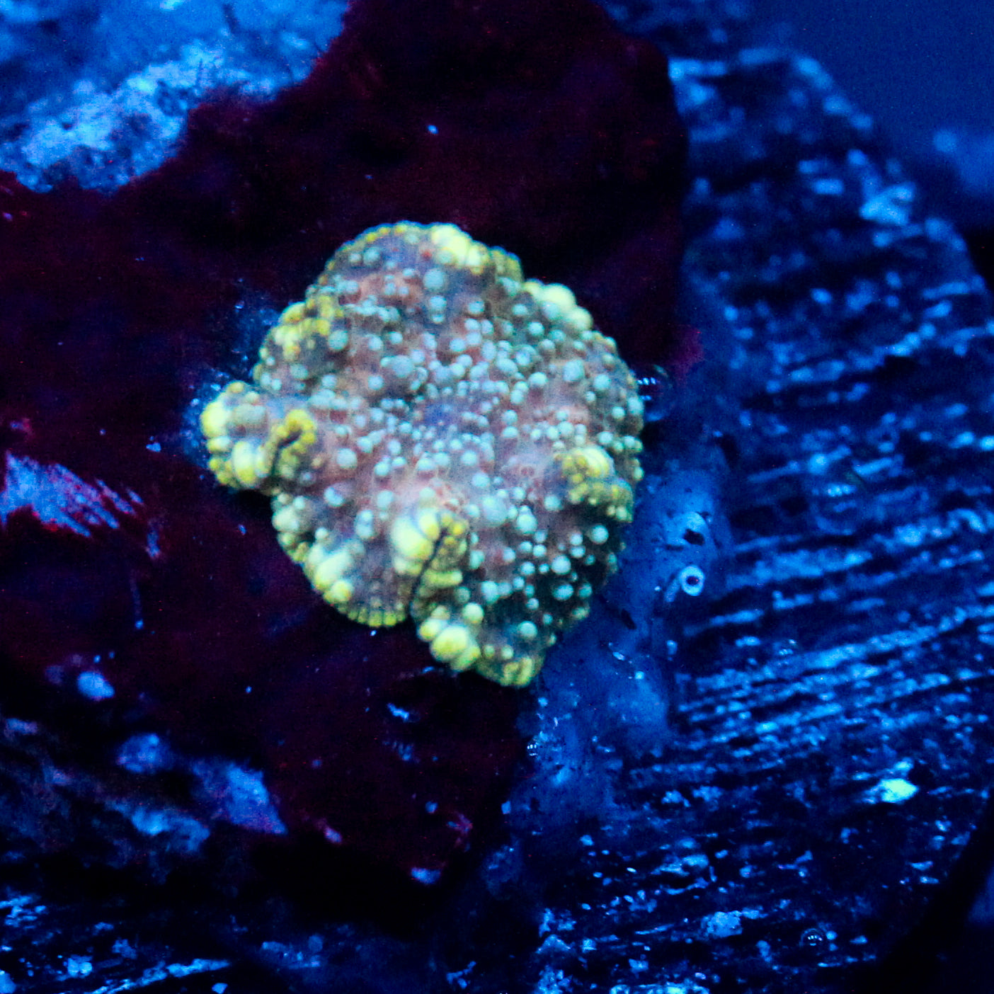 JC Star Struck Discosoma
