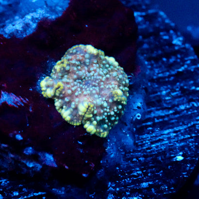 JC Star Struck Discosoma