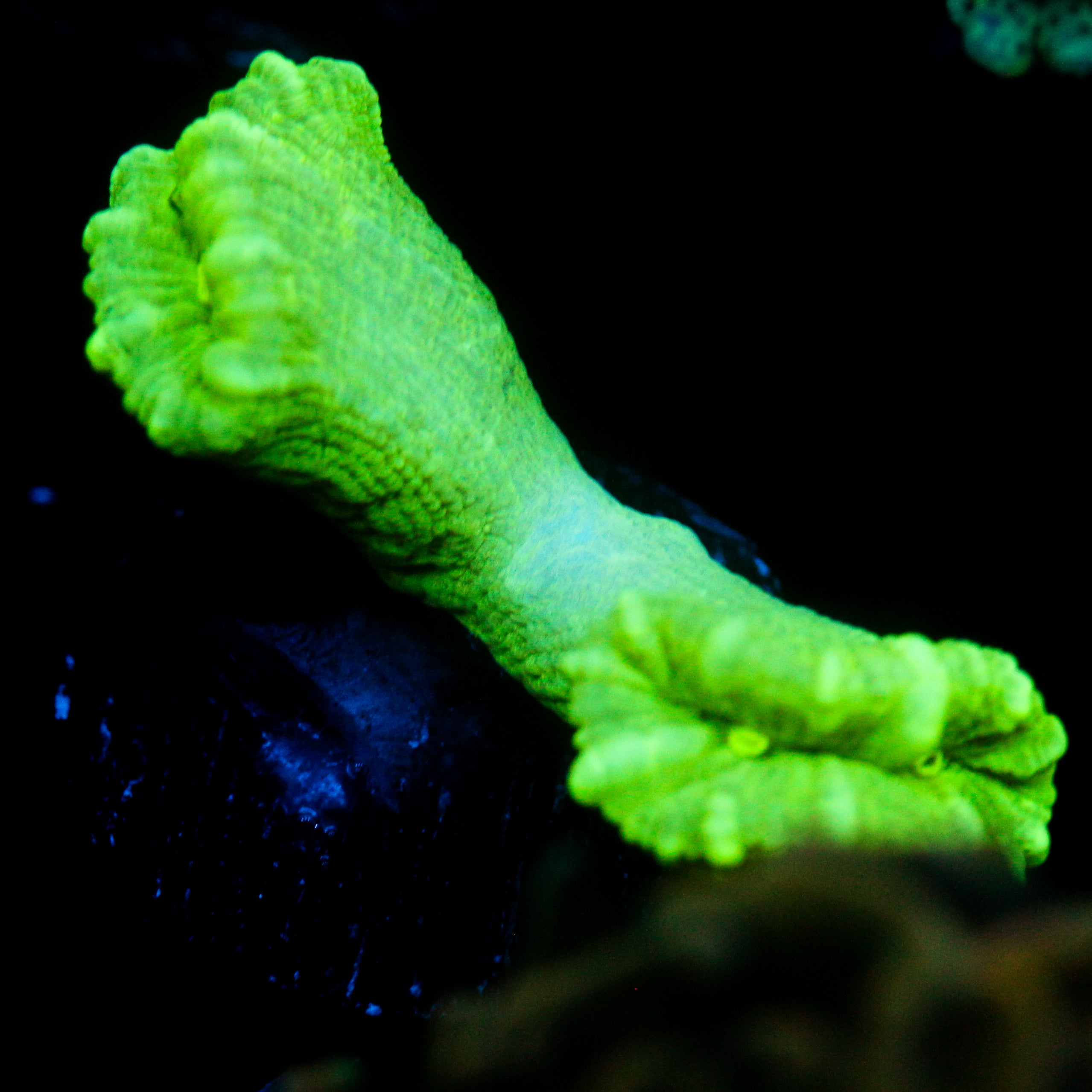 JC Neon Trumpet Coral