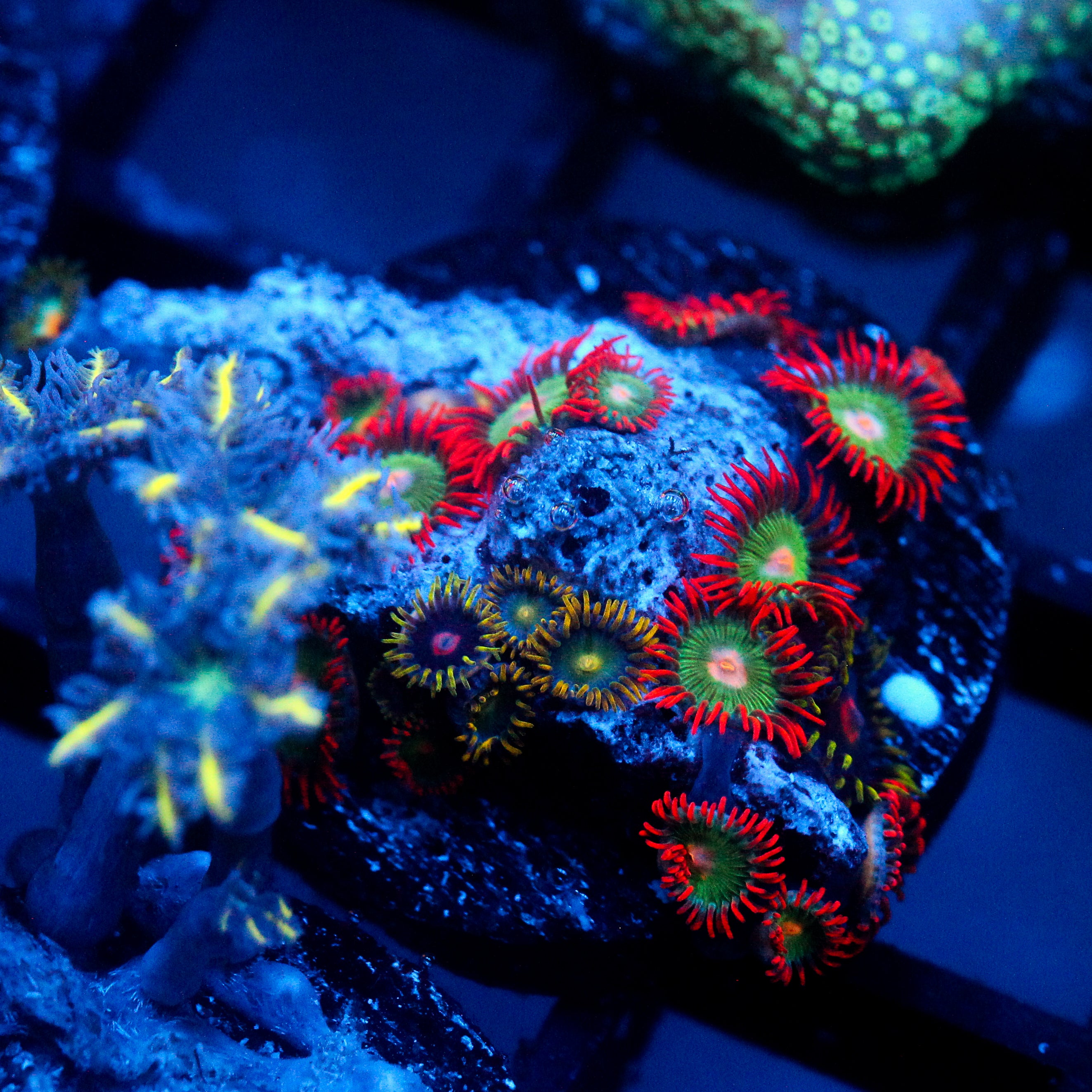 JC Clove and Zoanthid Mix