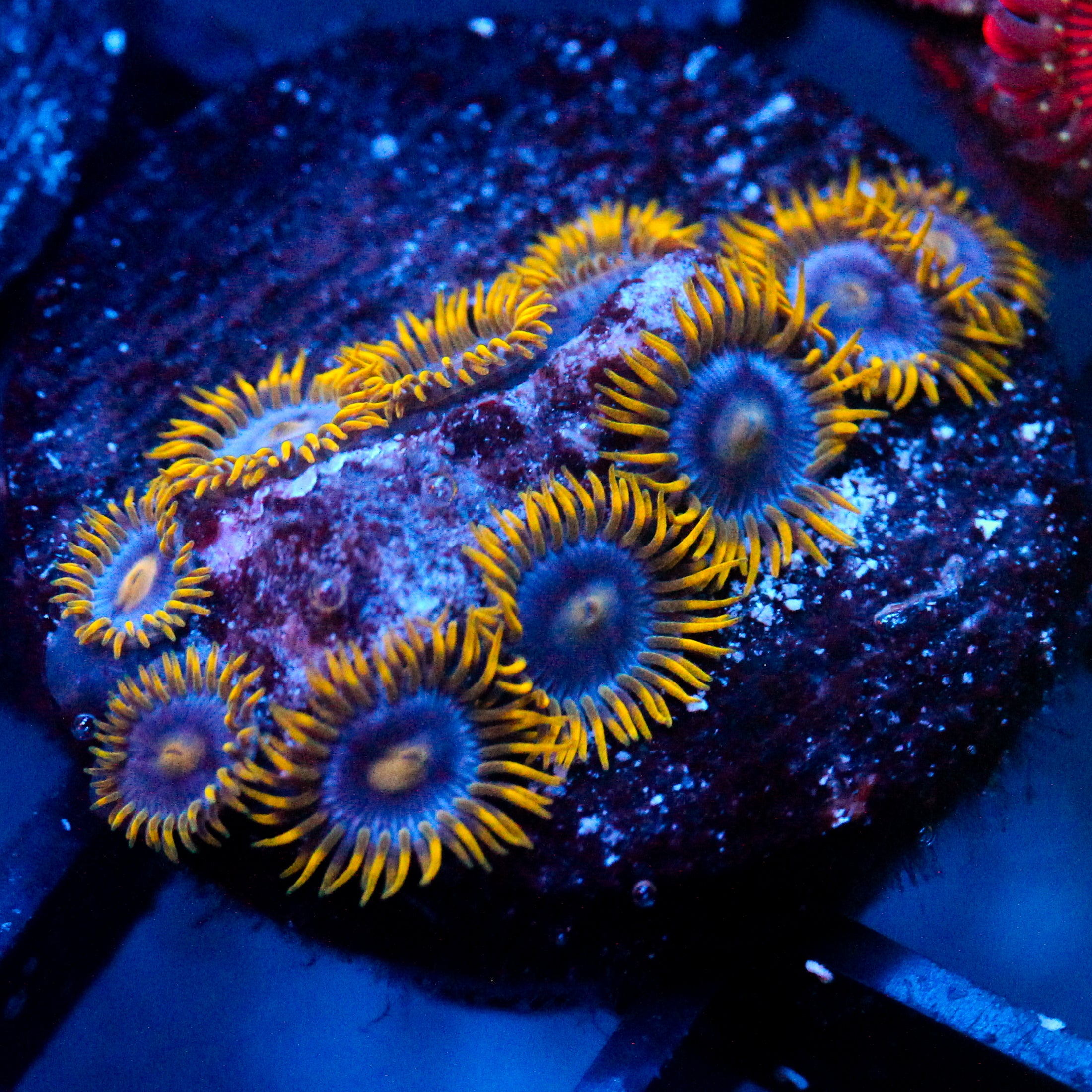 JC Blue Demon Zoanthid