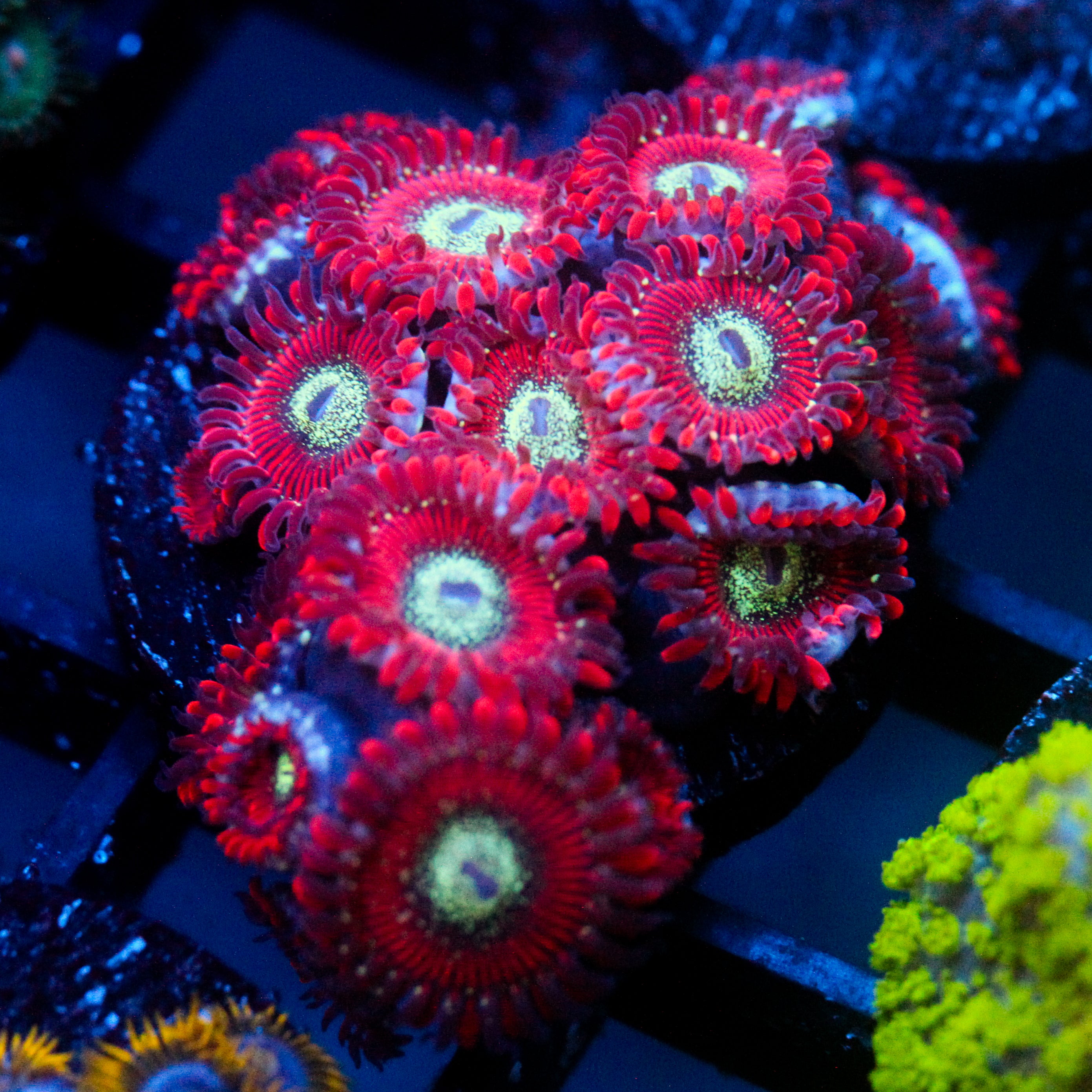 JC Magician's Zoanthid