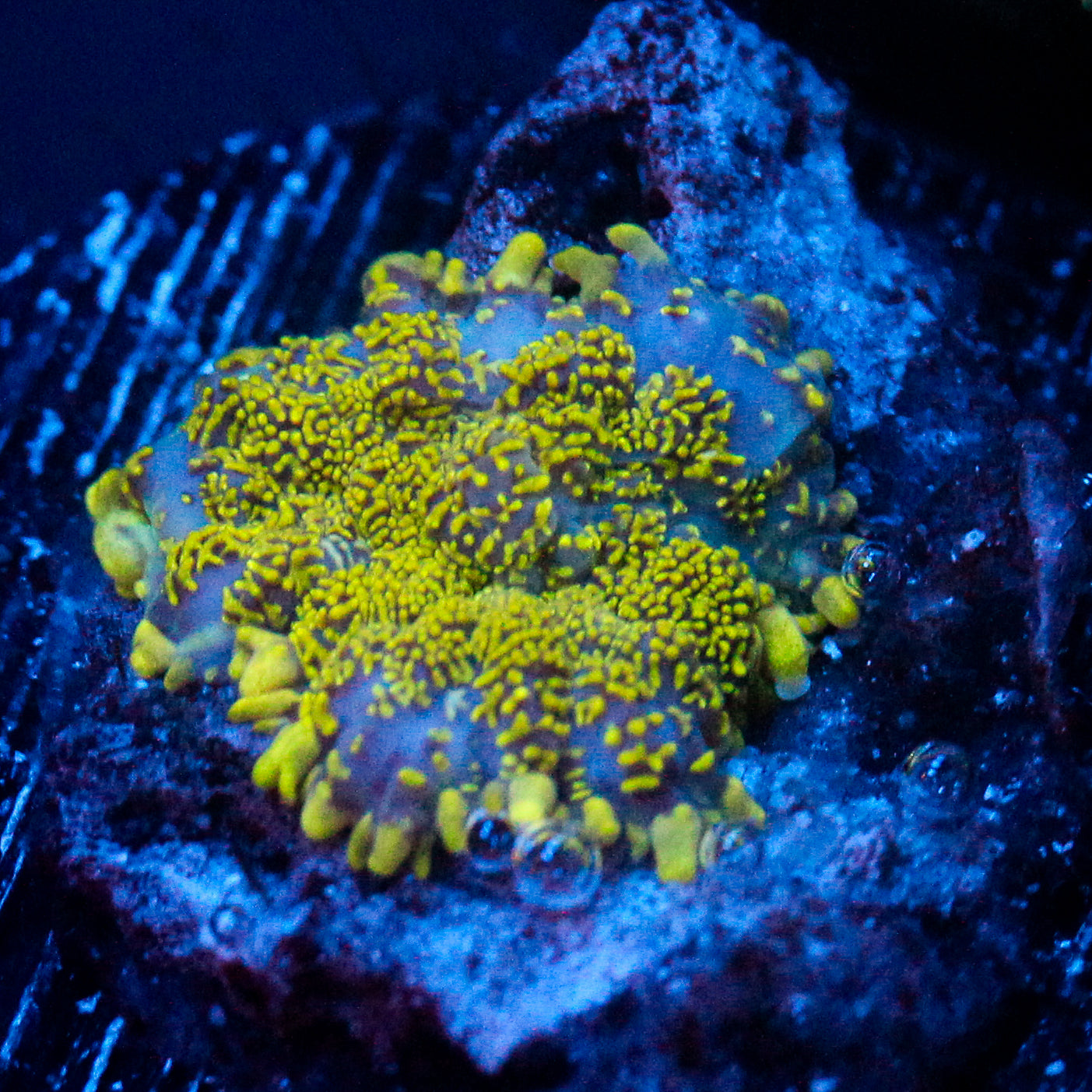 JC Glowstone Rhodactis