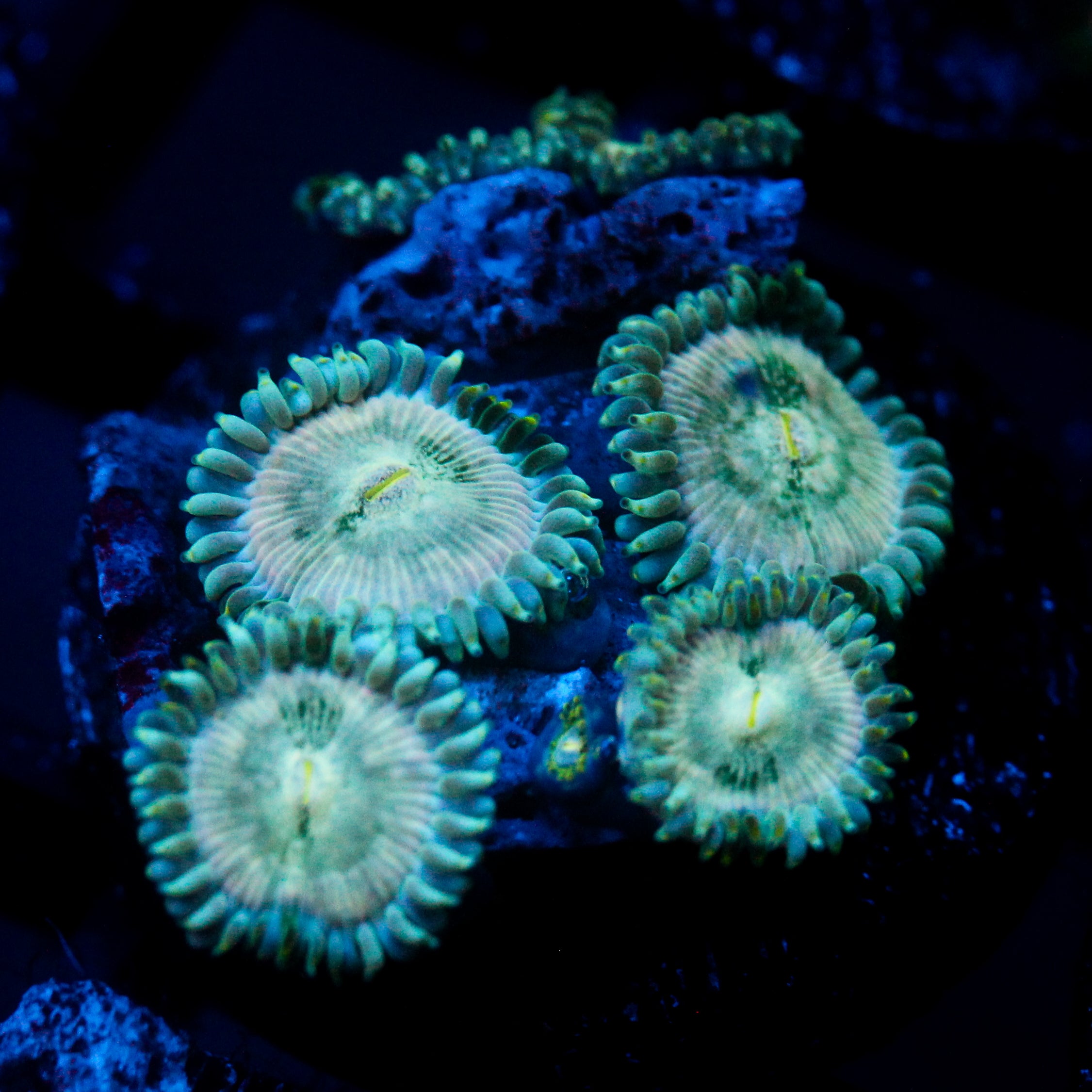 JC Hawaiian Ding Dang Zoanthid