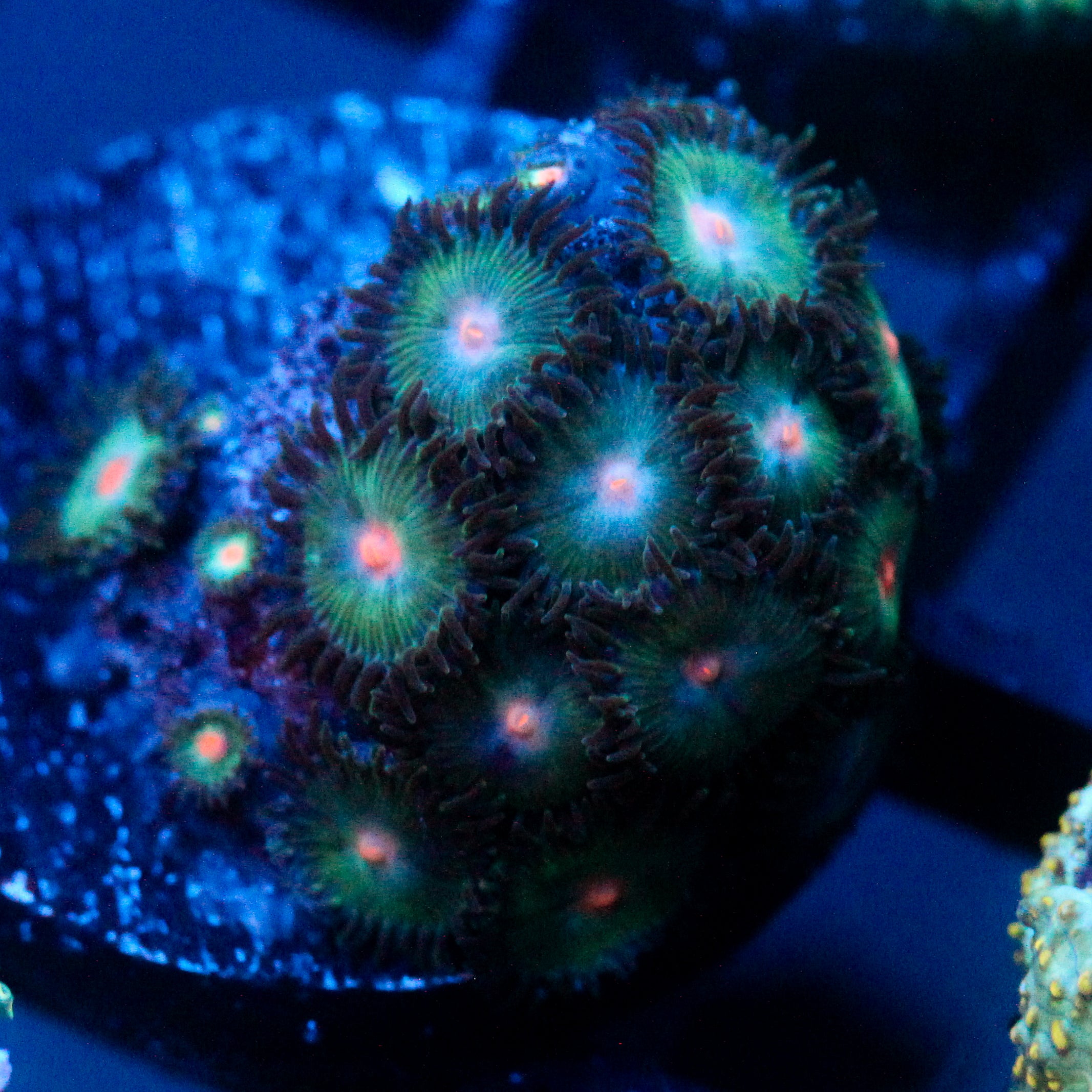 JC Alien Blood Zoanthid