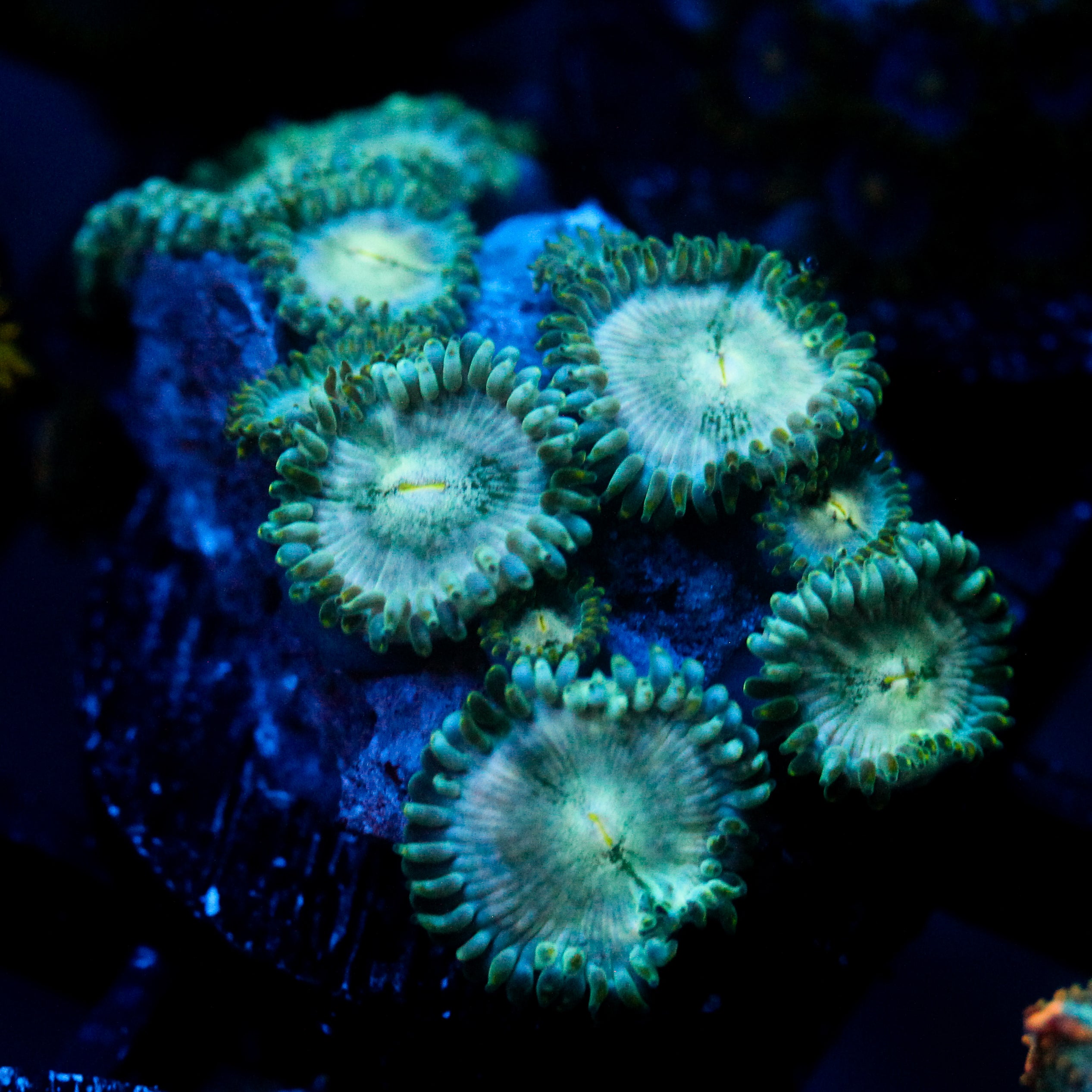 JC Hawaiian Ding Dang Zoanthid