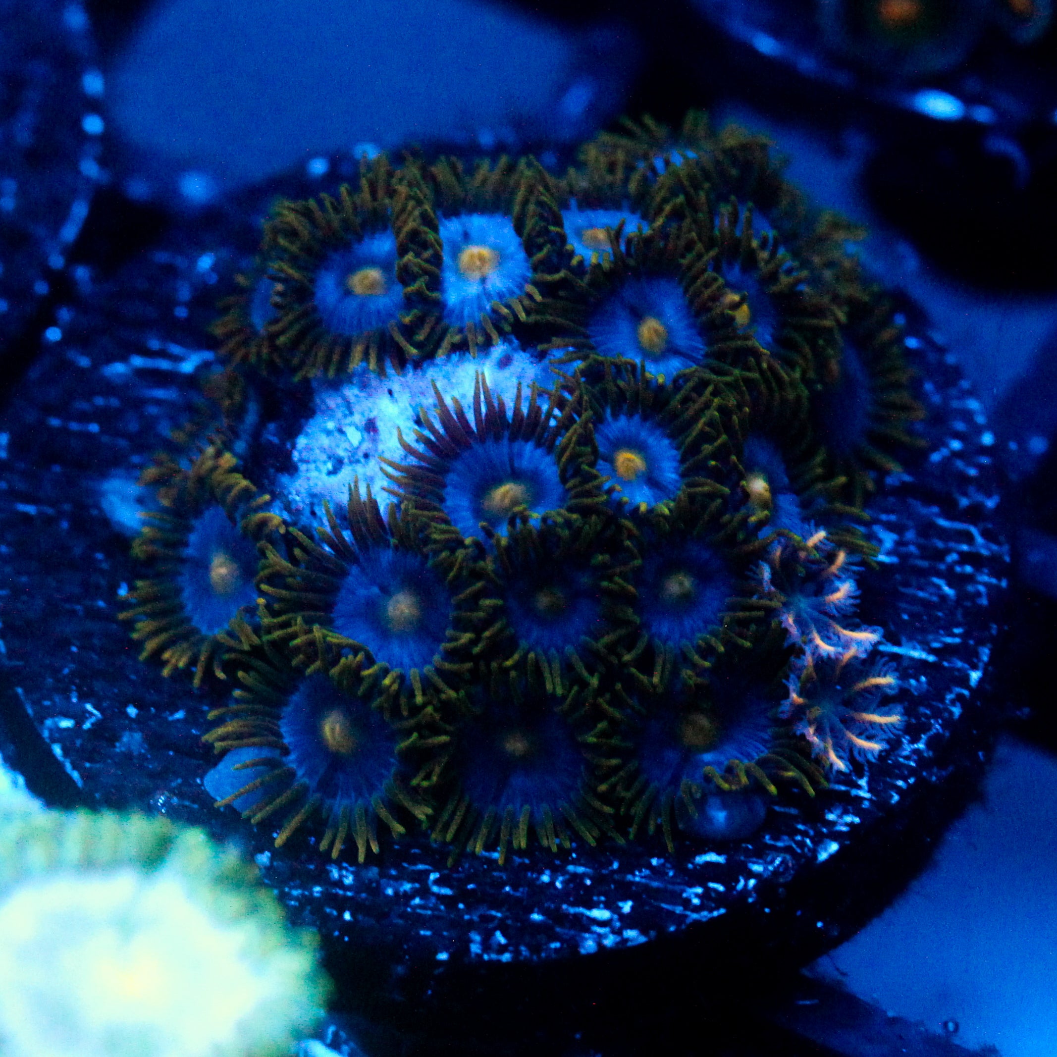 JC Deep Lurkers Zoanthid