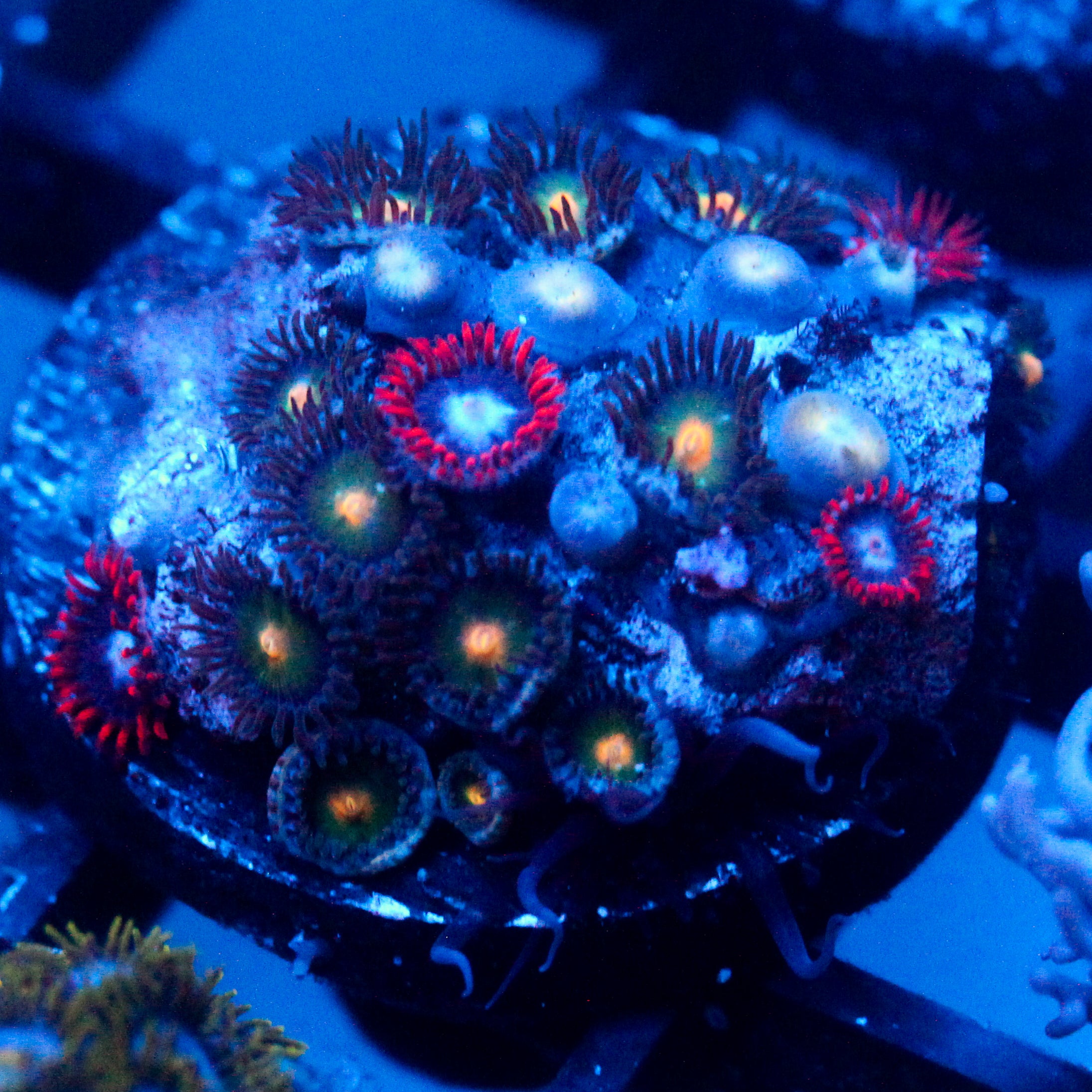 JC Alien Blood Zoanthid Mix