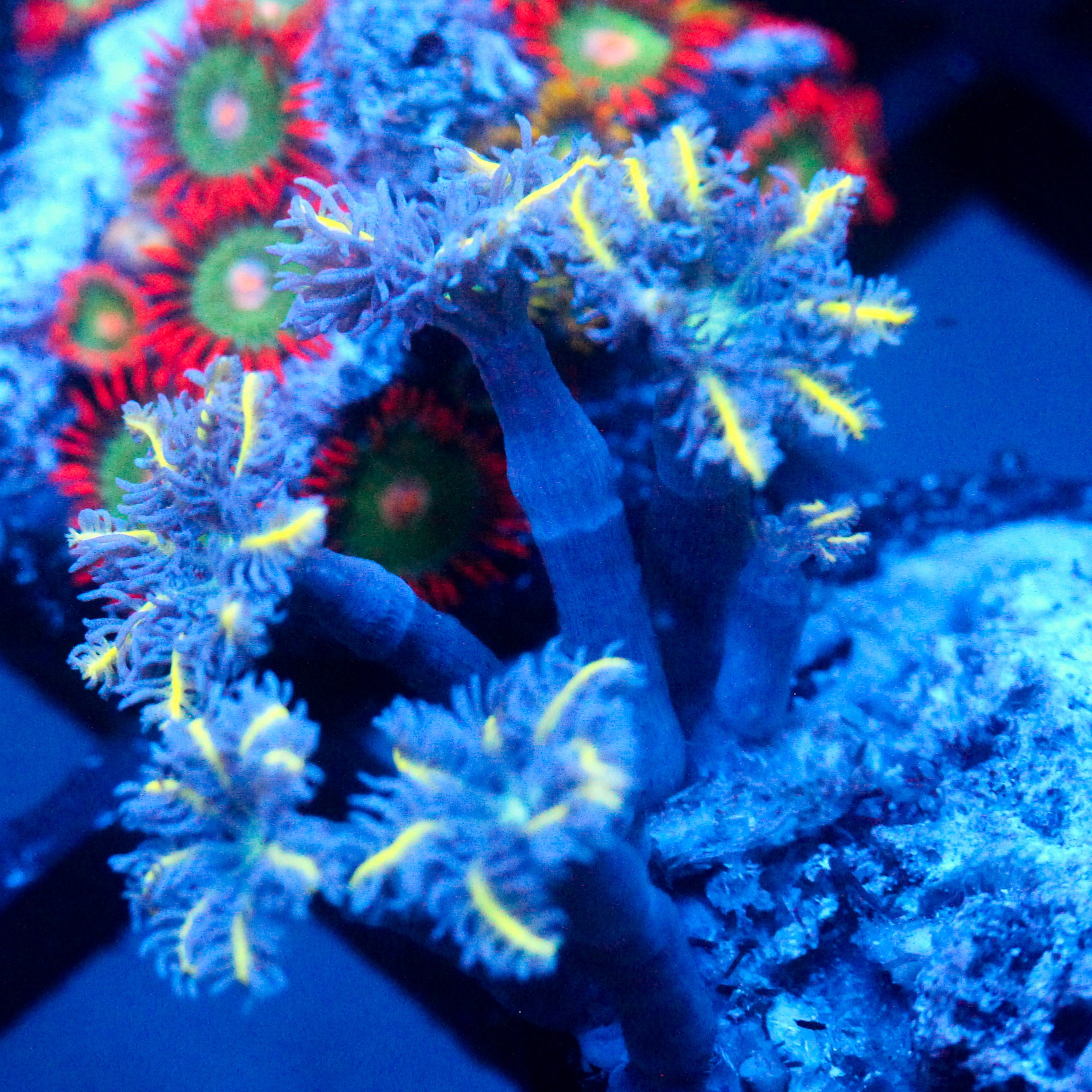 JC Yellow tip Clove Polyp