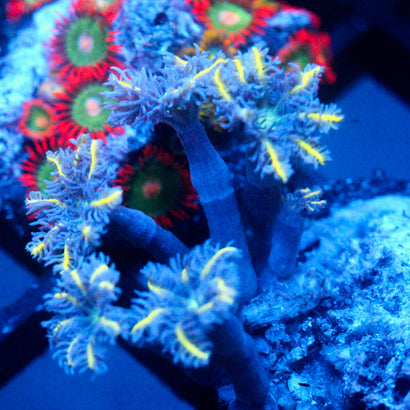 JC Yellow tip Clove Polyp