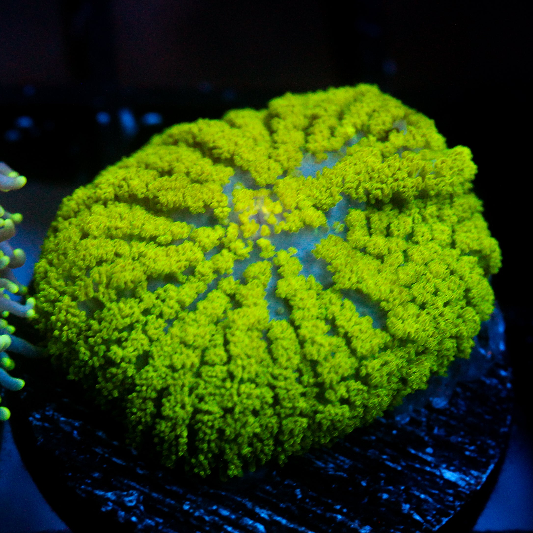 JC Neon Green Rhodactis
