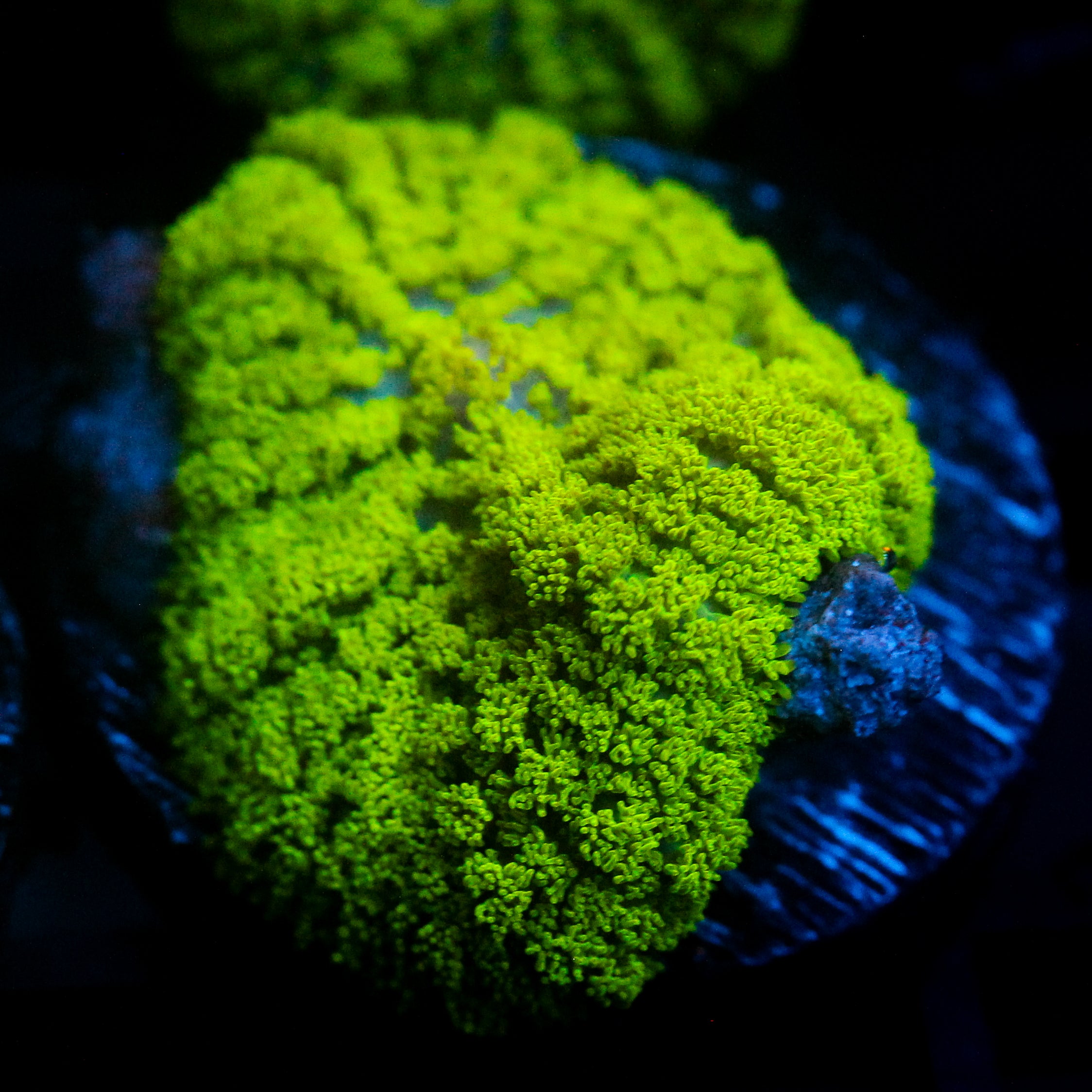 JC Neon Green Rhodactis