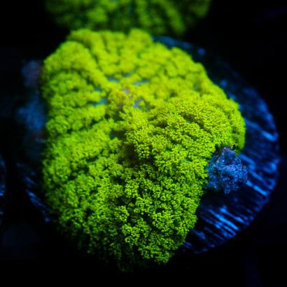 JC Neon Green Rhodactis