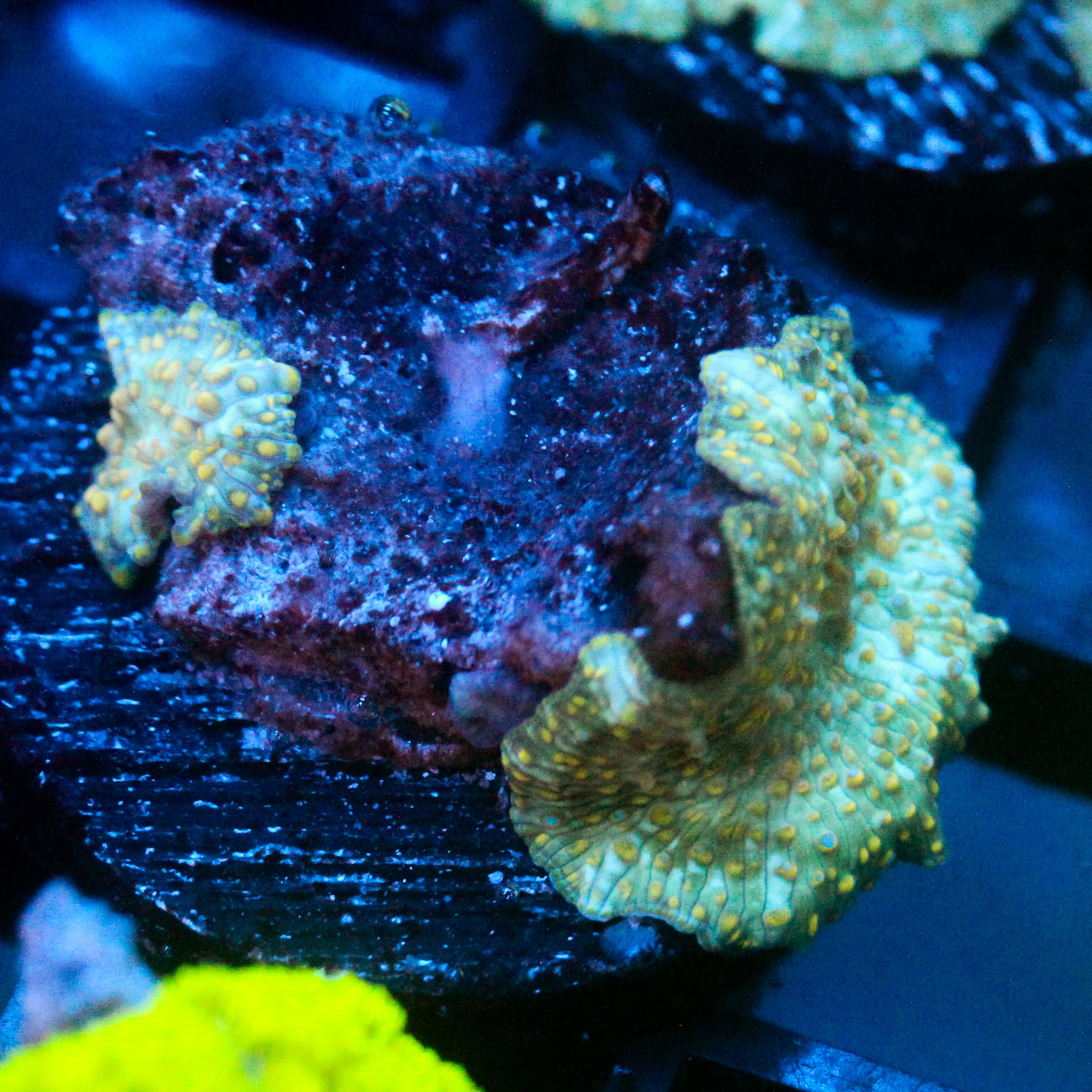 JC Firefly Discosoma