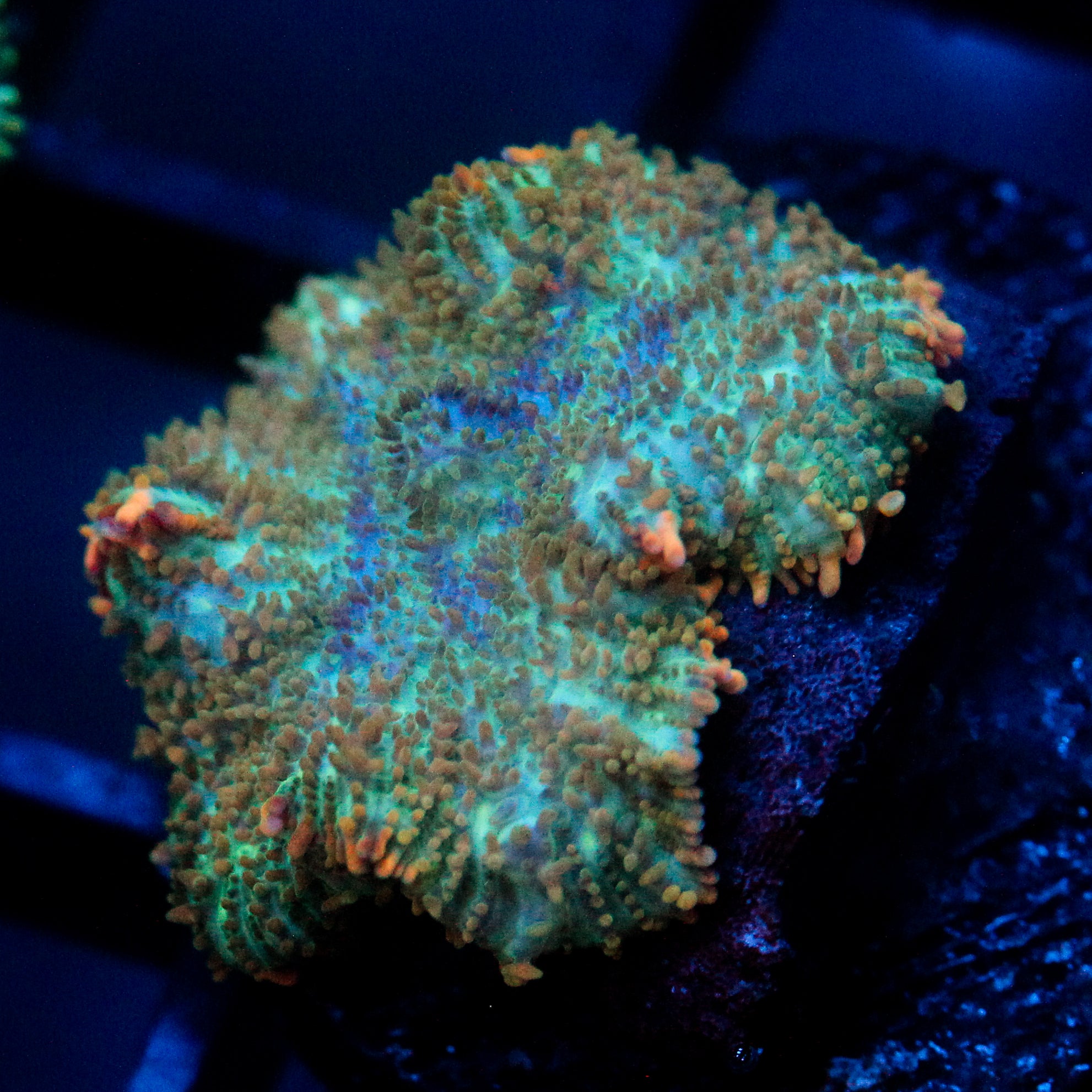 JC Cuprum Calamity Rhodactis