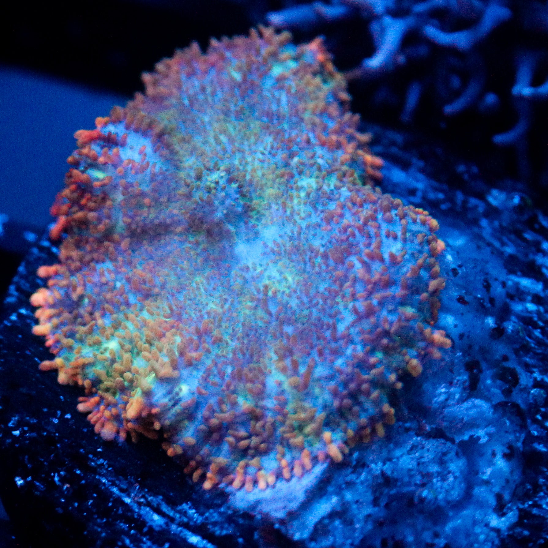 JC Cuprum Calamity Rhodactis