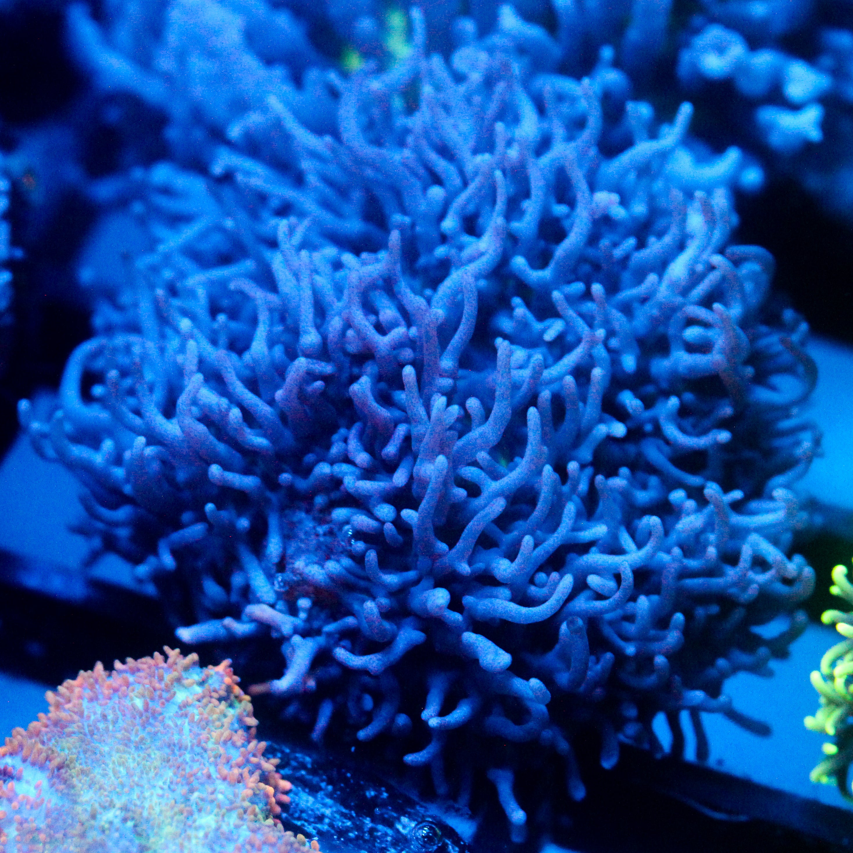 JC Fuzzy Mushroom