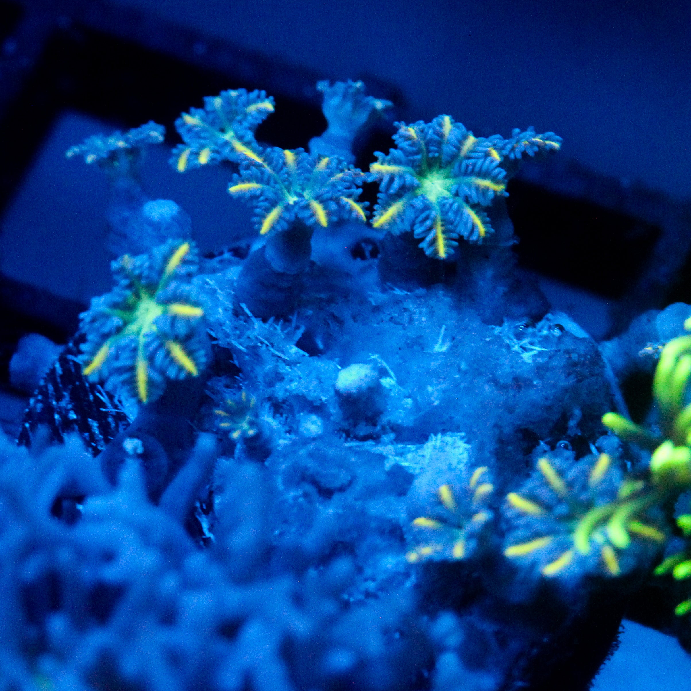 JC Yellow tip Clove Polyp