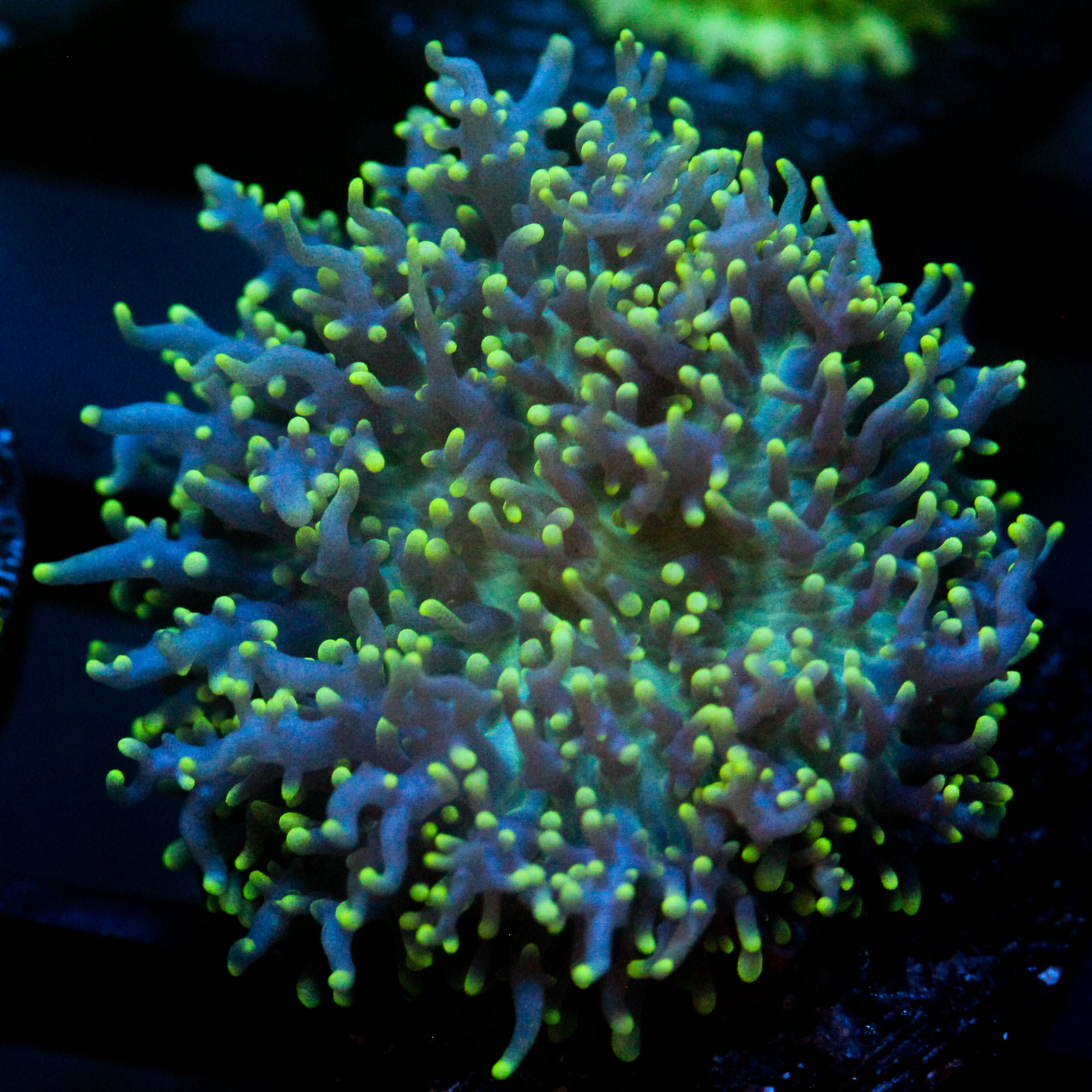 JC Fuzzy Wonder Mushroom