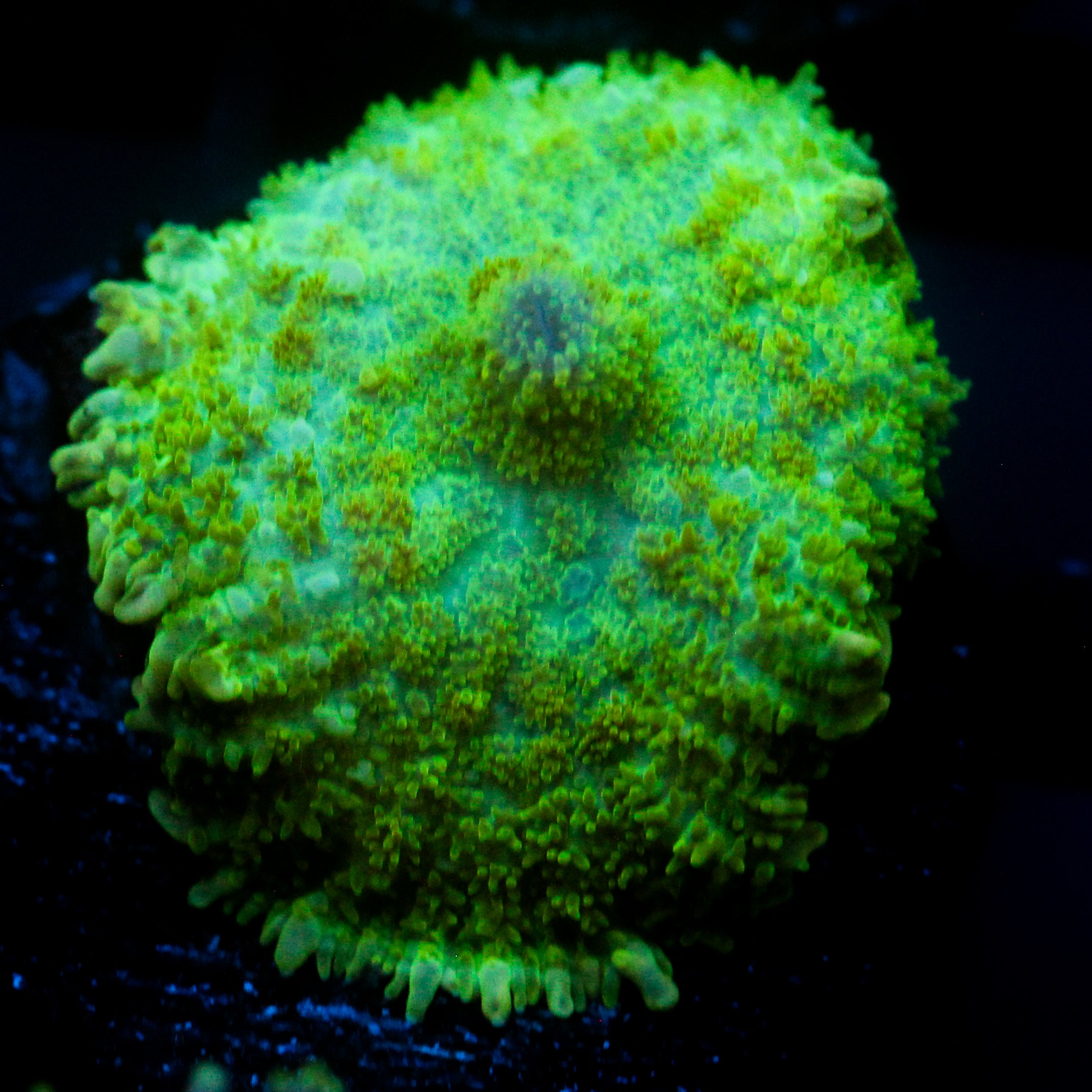 JC Lush Mesa Rhodactis