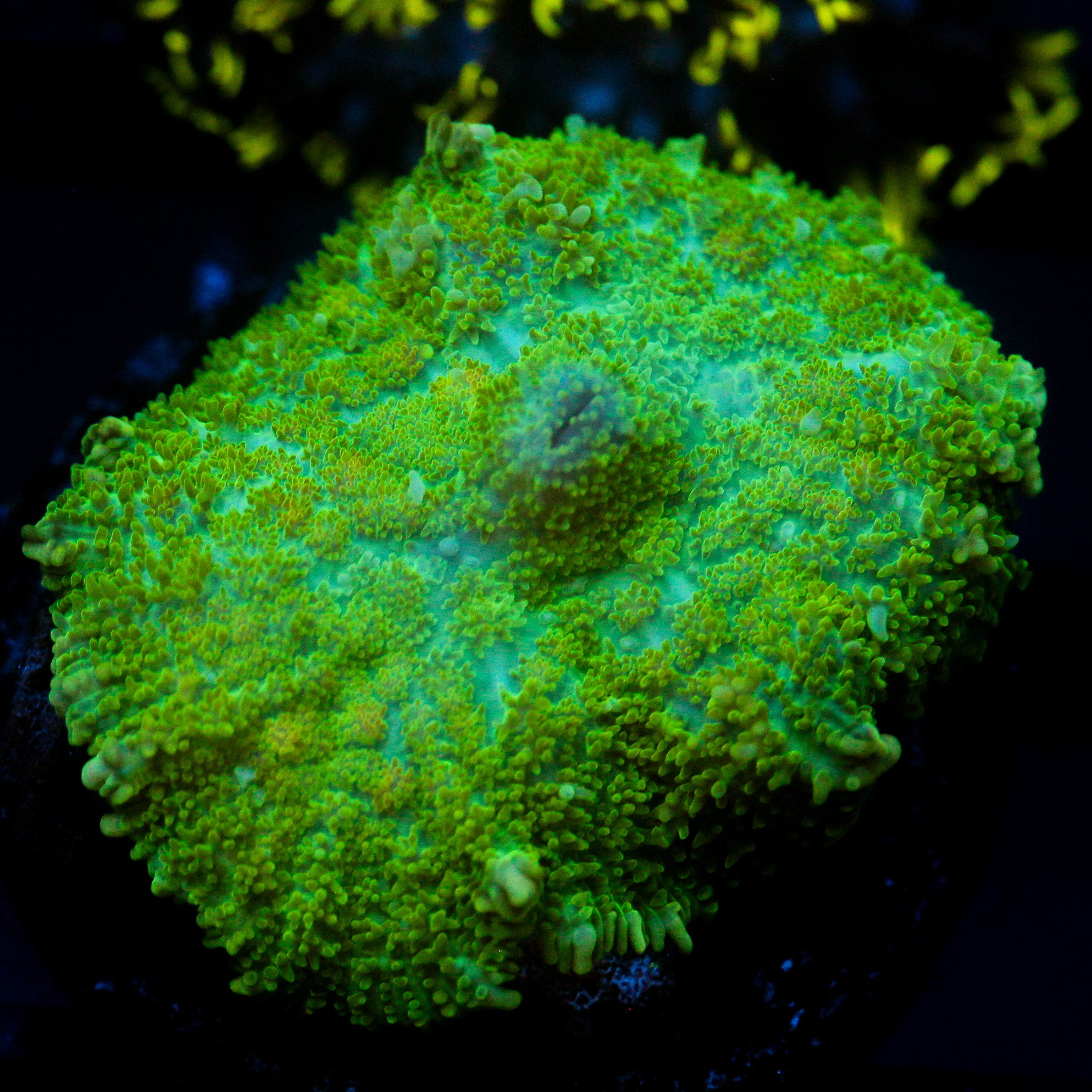 JC Lush Mesa Rhodactis