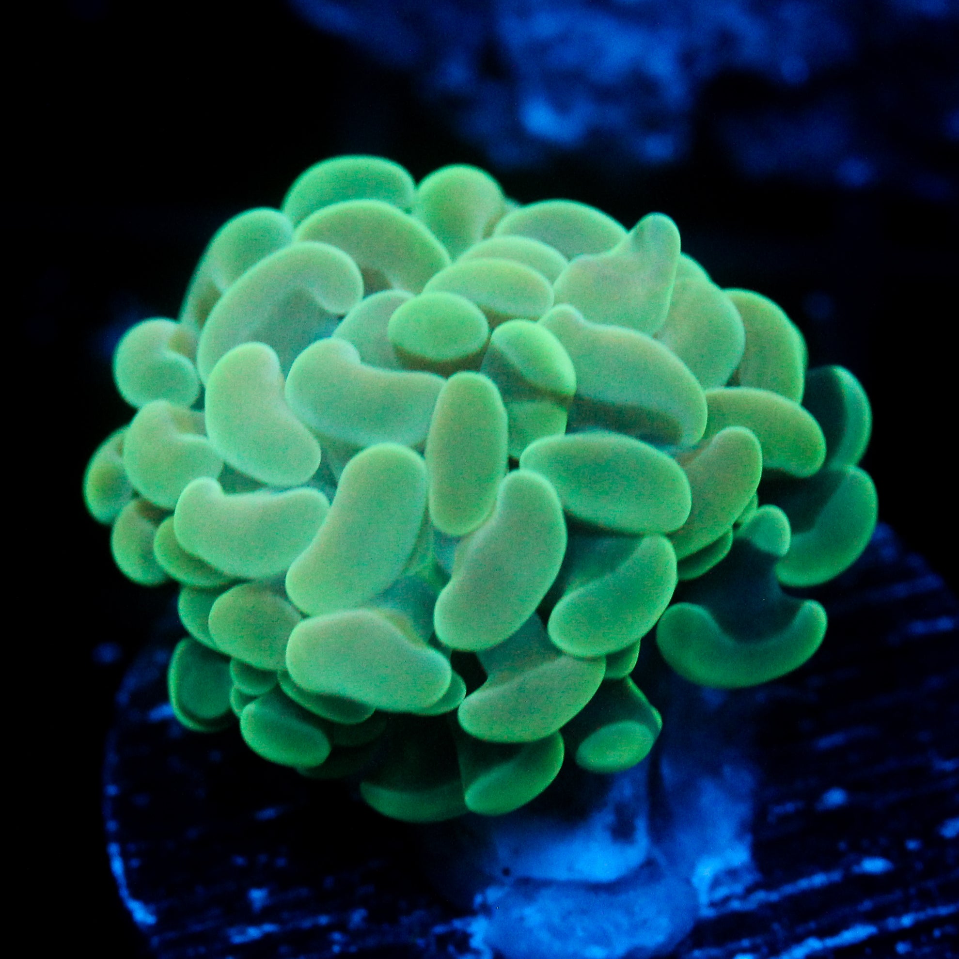 JC Alien Glow Hammer