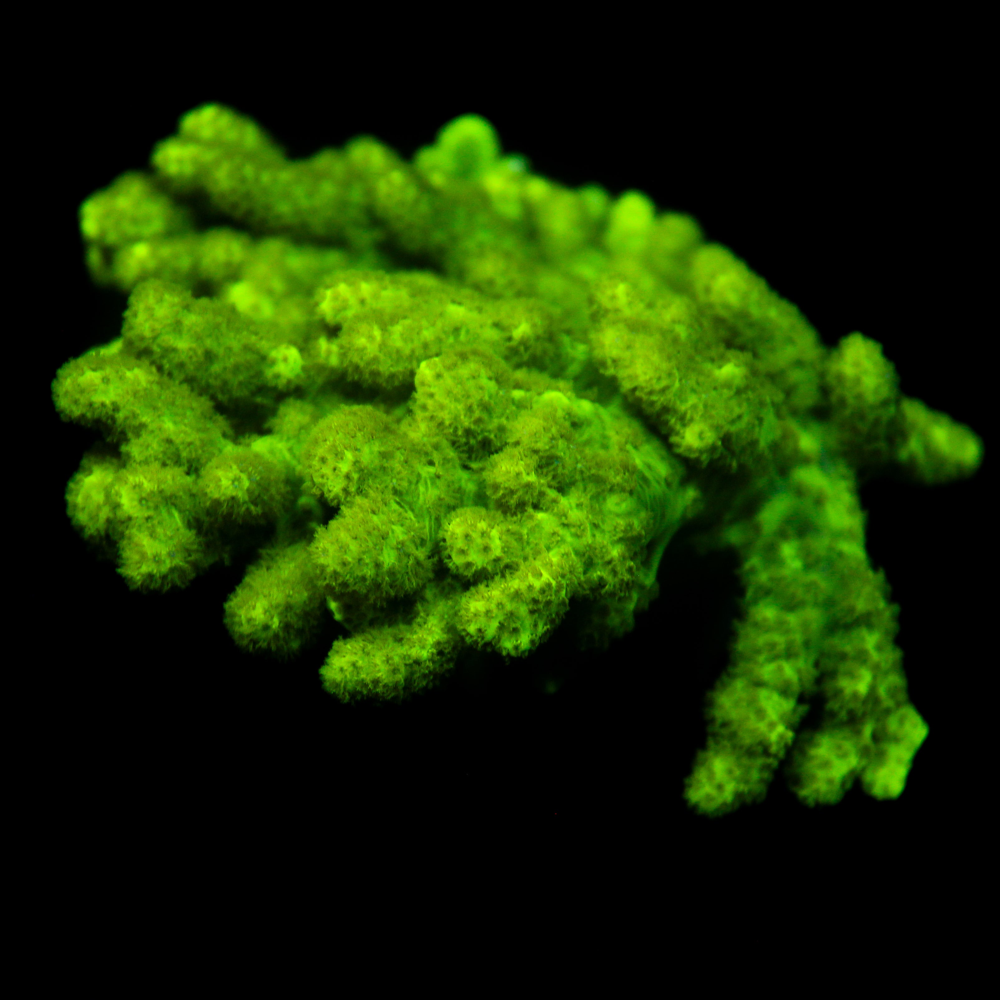JC XL Aquacultured Sinularia
