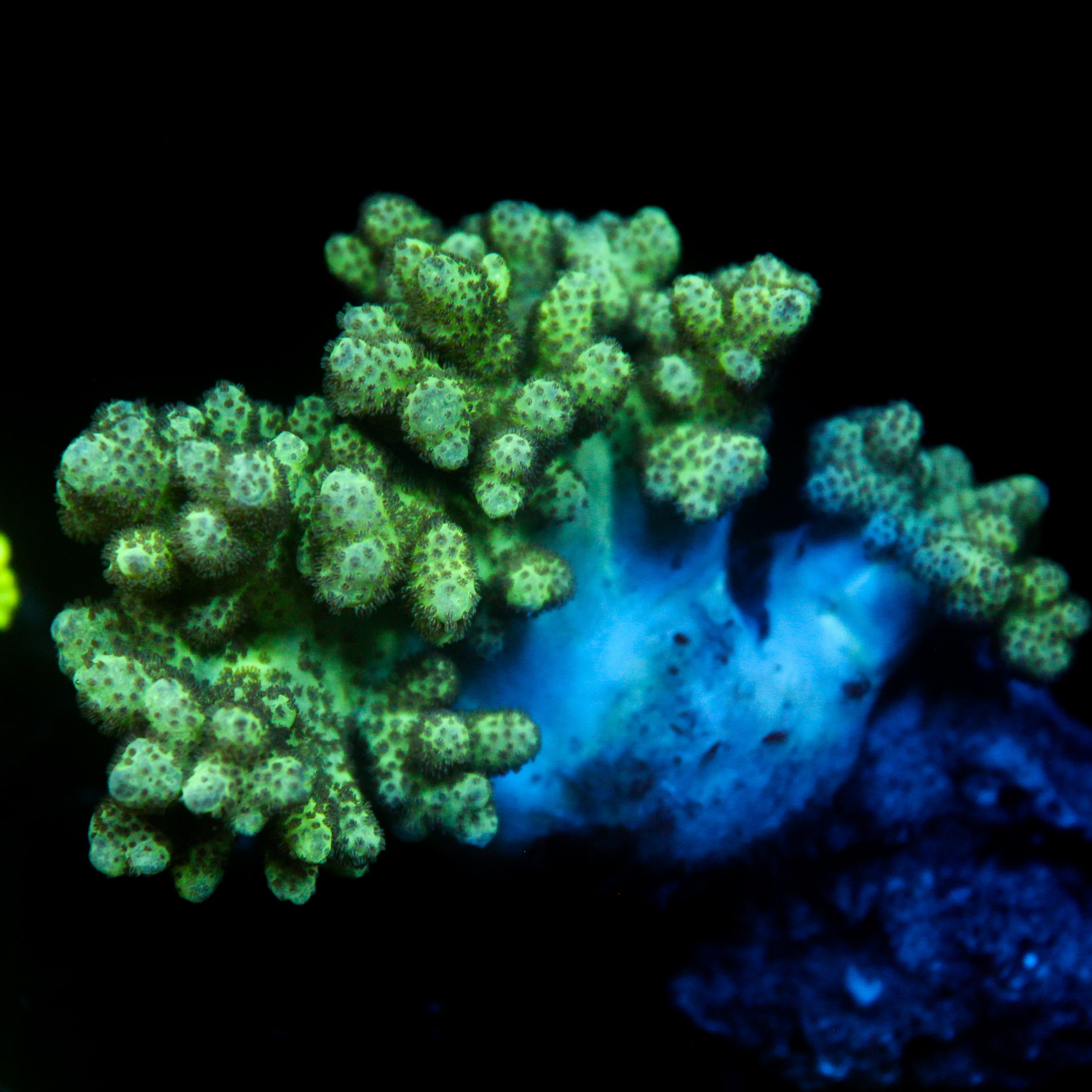 JC Neon Nepthea MD